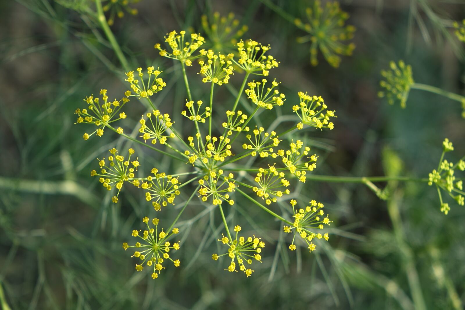 Sony Cyber-shot DSC-RX10 sample photo. Nature, plant, herb photography