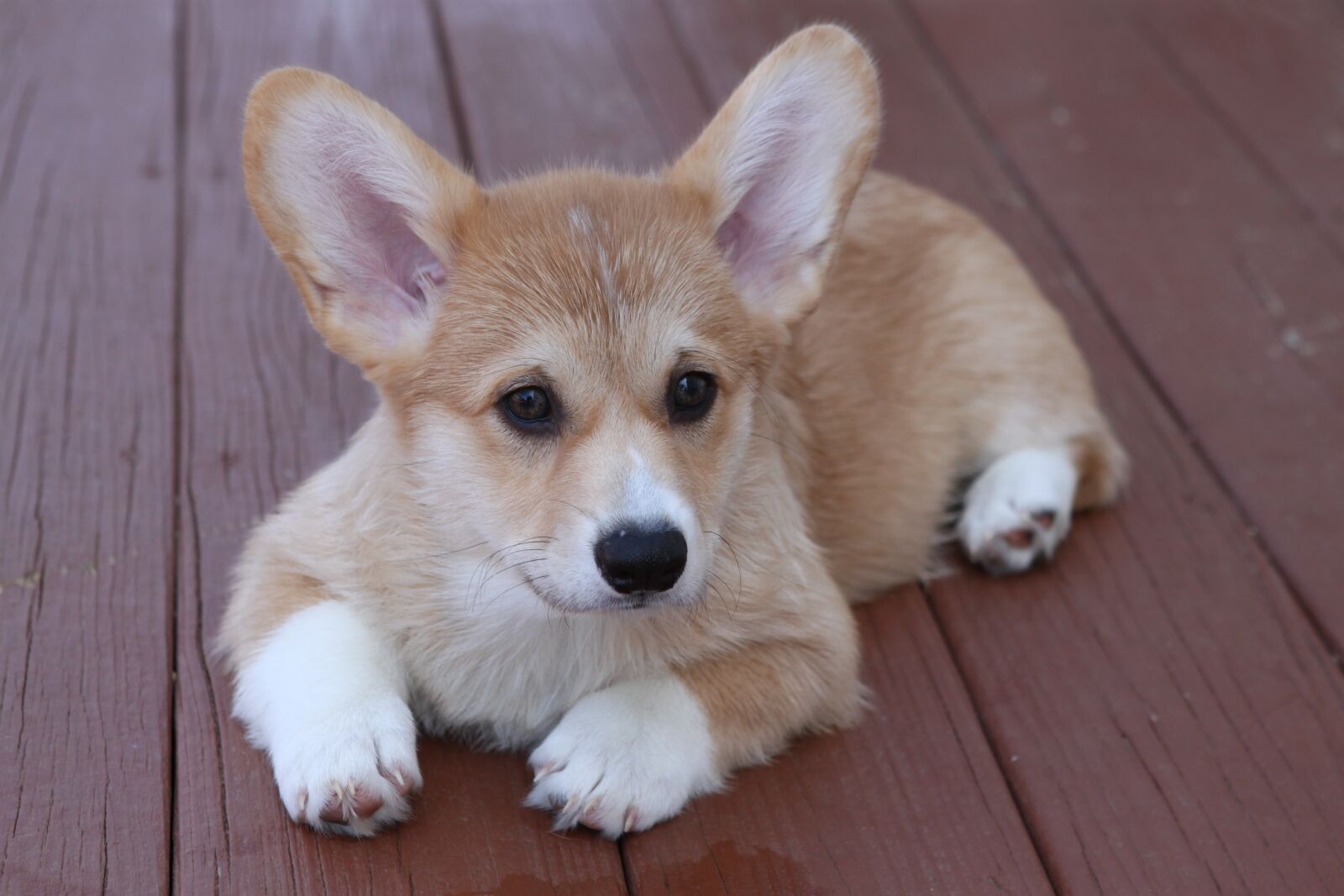 Canon EOS 500D (EOS Rebel T1i / EOS Kiss X3) sample photo. Puppy, corgi, dog photography