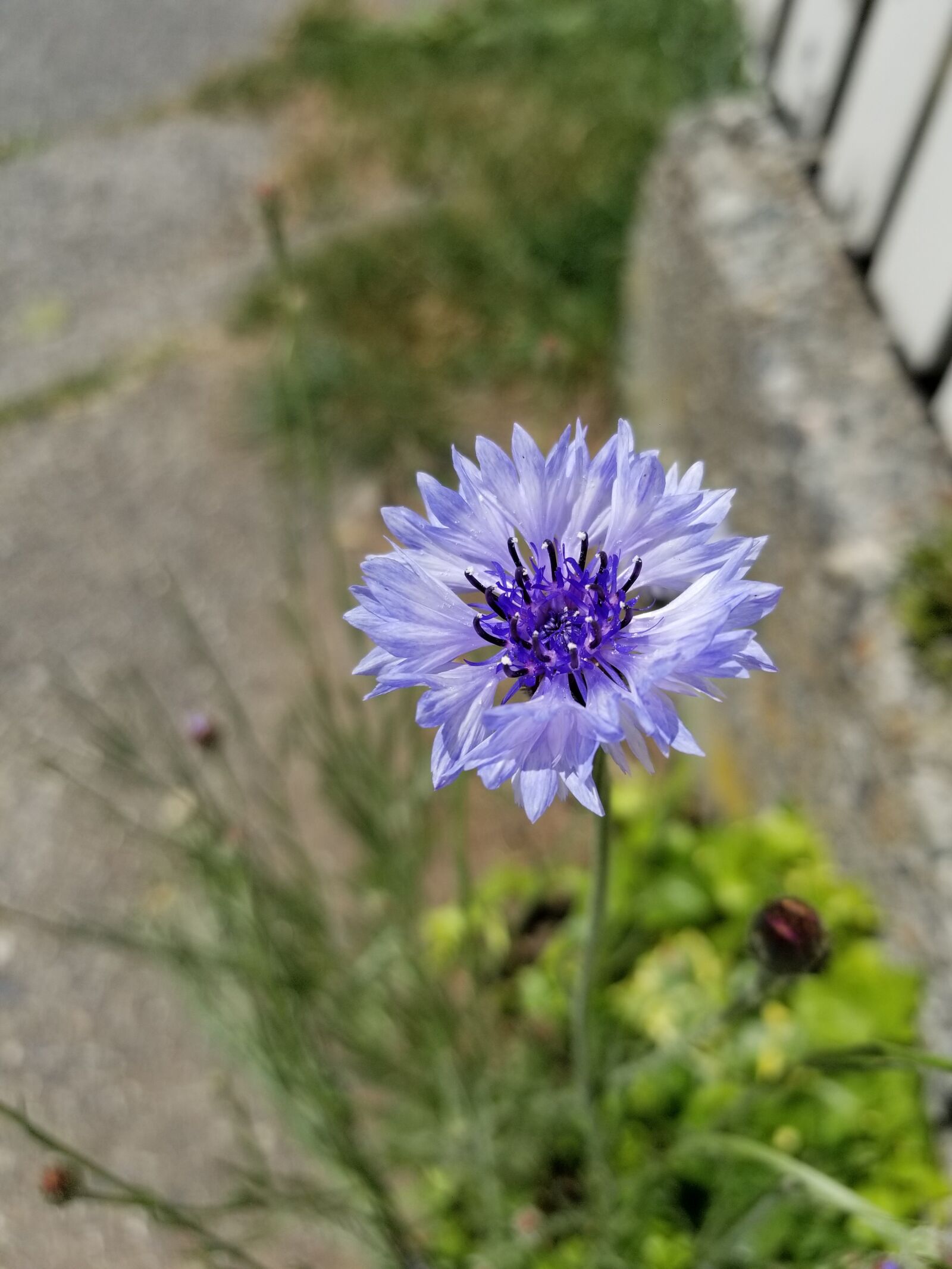 Samsung Galaxy S8+ sample photo. Flower, nature, flora photography