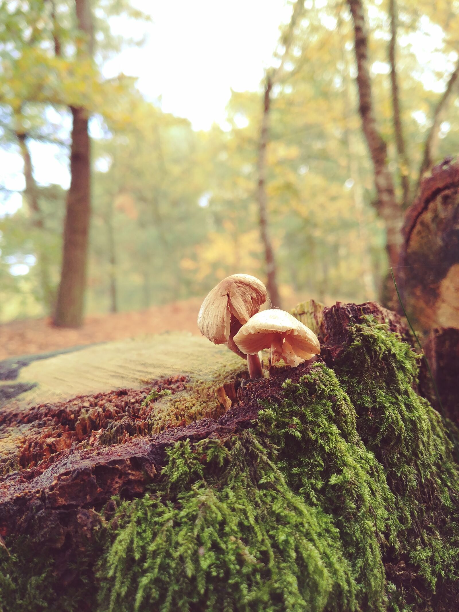 LG G6 sample photo. Two, mushrooms, with, green photography