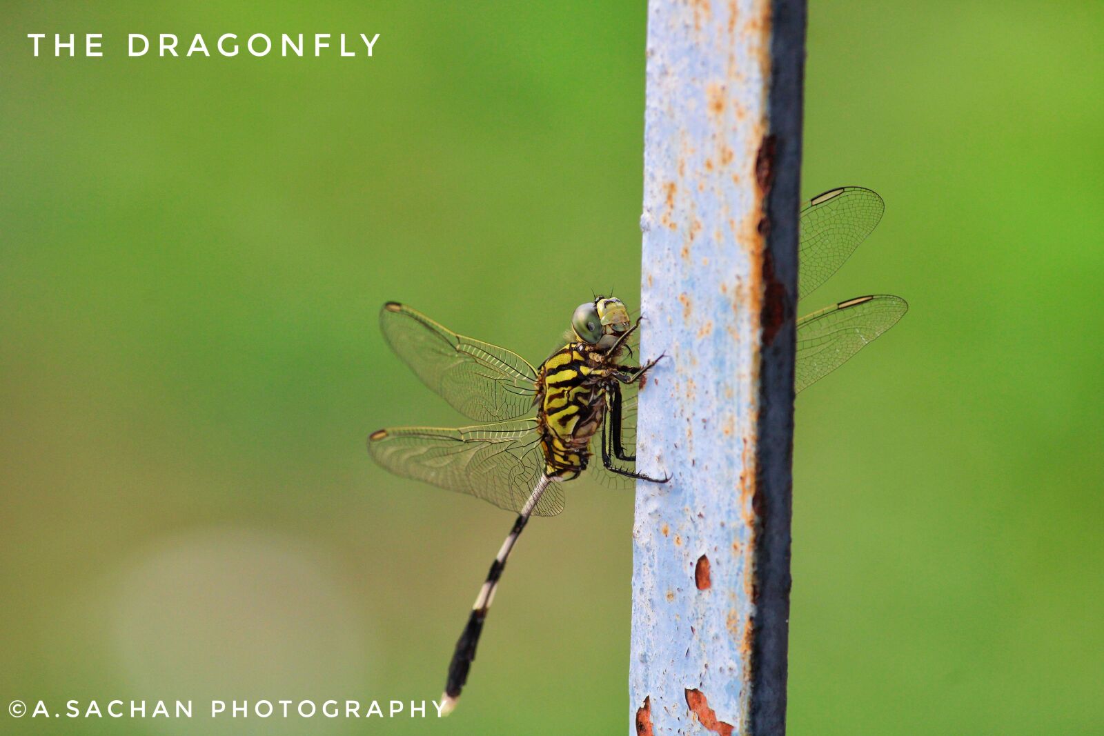 Canon EOS 2000D (EOS Rebel T7 / EOS Kiss X90 / EOS 1500D) sample photo. Insect, dragonfly, nature photography