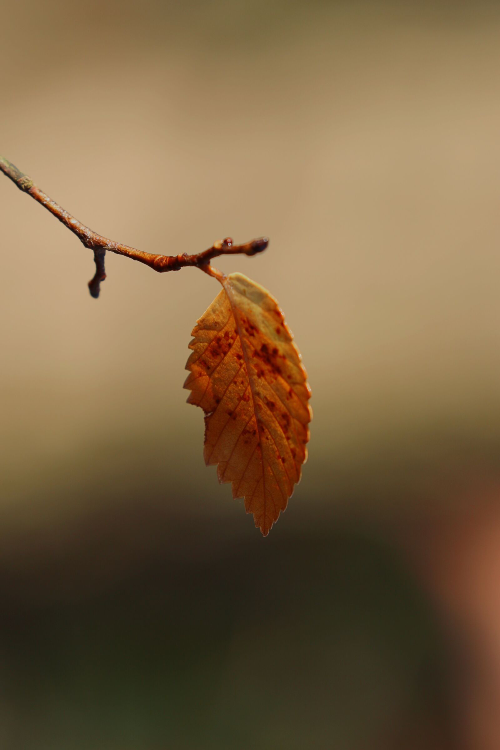 Canon EOS 7D Mark II sample photo. Autumn, color, leaf photography