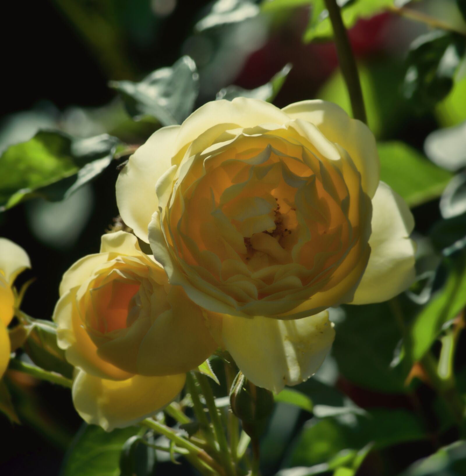 Nikon D5100 sample photo. Bloom, blooming, flowers, blooms photography