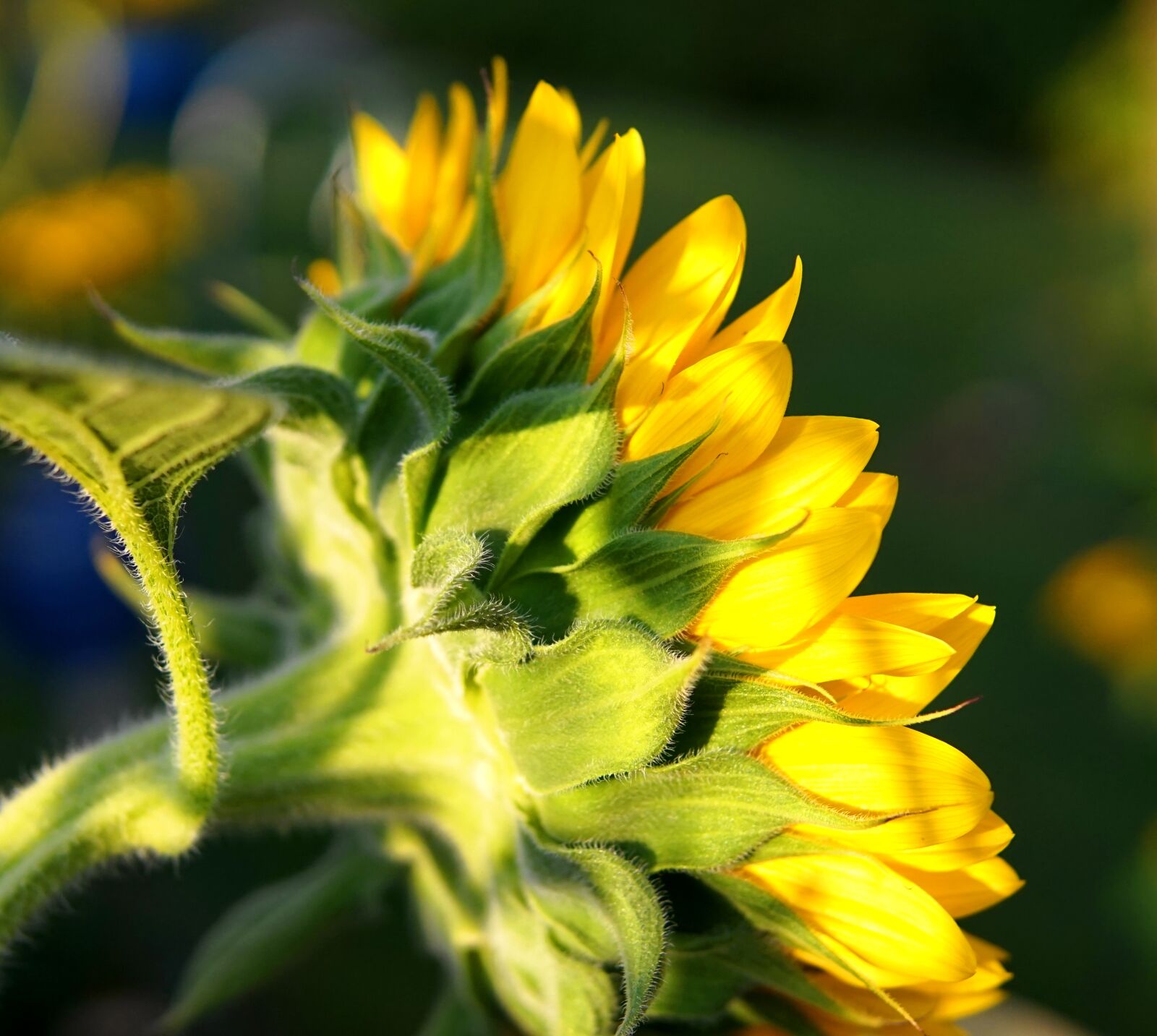 Sony Alpha a5000 (ILCE 5000) + Sigma 30mm F1.4 DC DN | C sample photo. Sunflower, yellow, summer photography