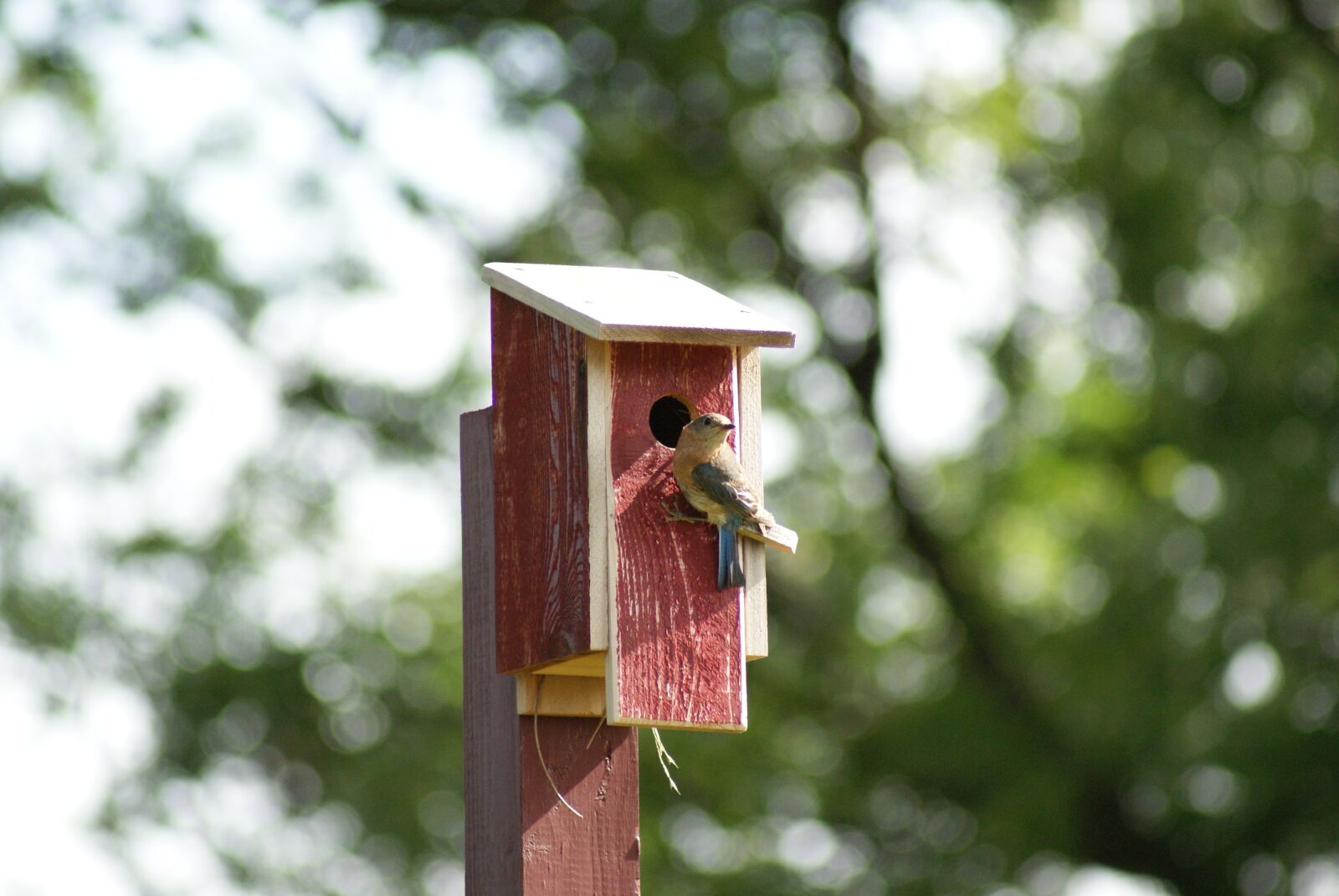 Sony Alpha DSLR-A330 sample photo. Eastern, bluebird, female photography