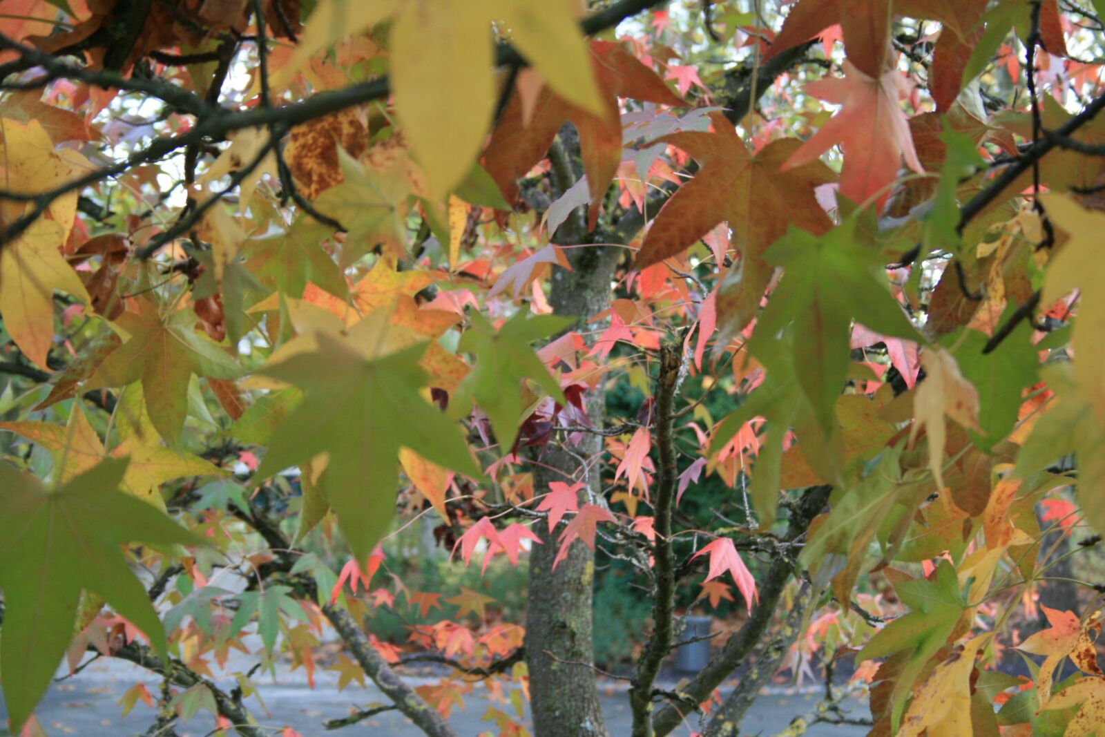Canon EOS 400D (EOS Digital Rebel XTi / EOS Kiss Digital X) sample photo. Leaves, fall, nature photography
