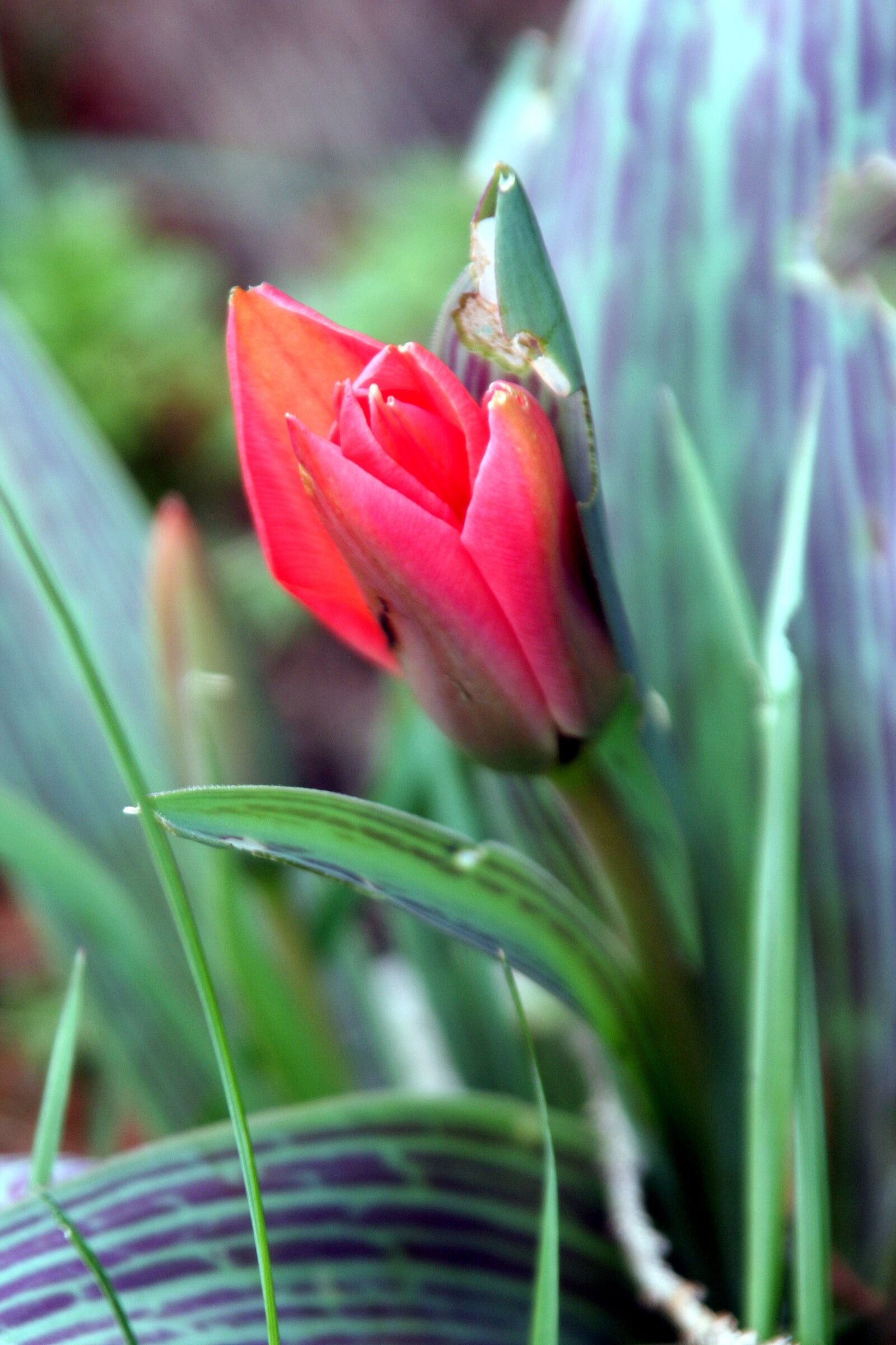 Canon EOS 350D (EOS Digital Rebel XT / EOS Kiss Digital N) sample photo. Tulip, red, leaf photography
