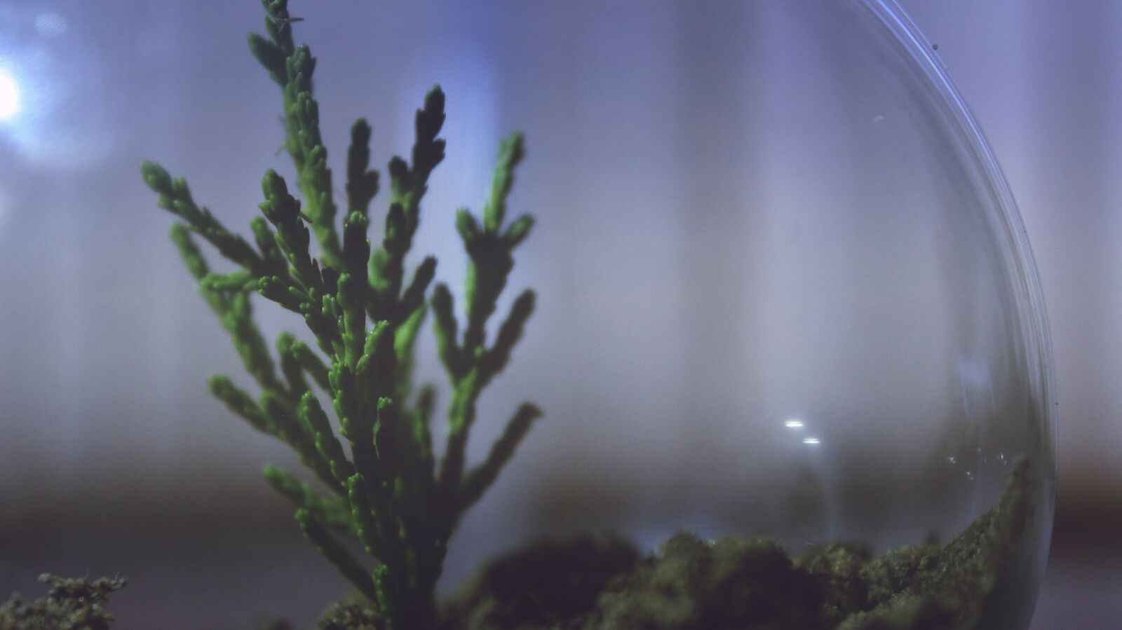 Canon EOS 600D (Rebel EOS T3i / EOS Kiss X5) sample photo. Plant, aquarium, display photography