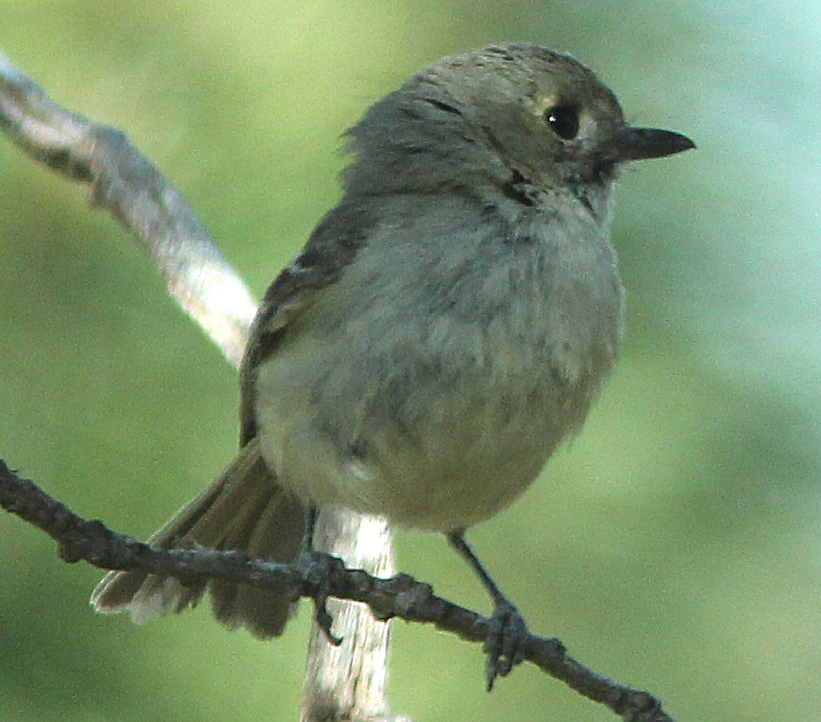 Canon EF 300mm F4L IS USM sample photo