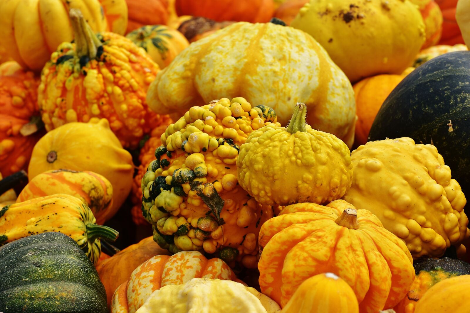 Nikon D7200 sample photo. Pumpkins, autumn, autumn decoration photography
