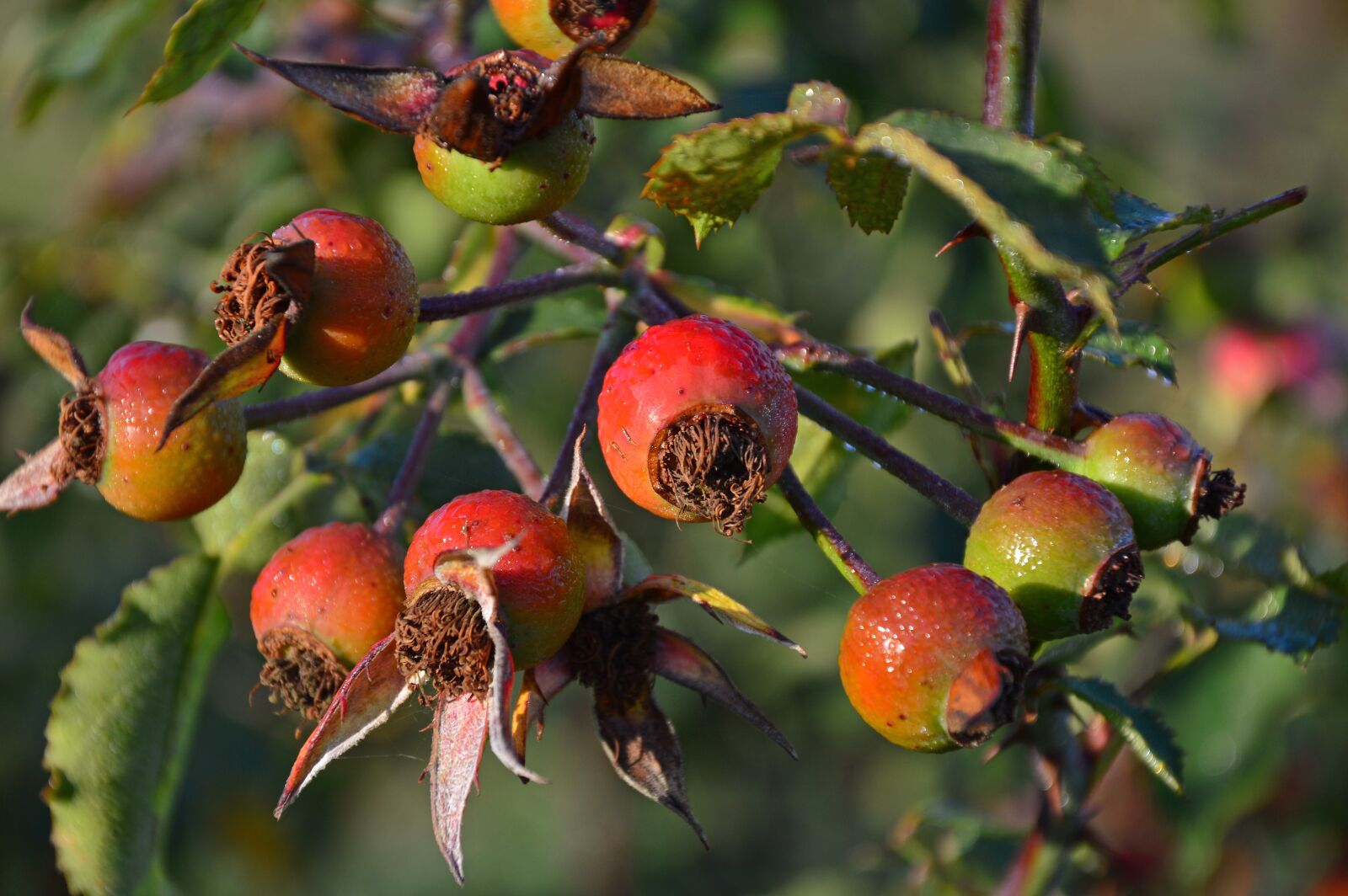 Nikon D3200 sample photo. Rose hip, wild rose photography