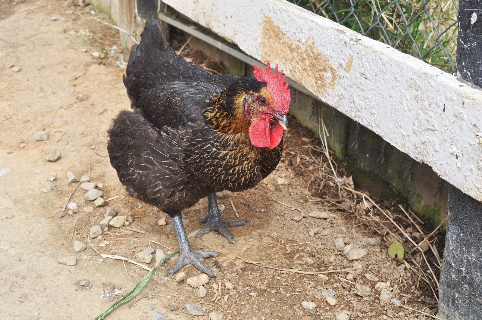 Nikon D5000 sample photo. Cock, black chicken, animal photography