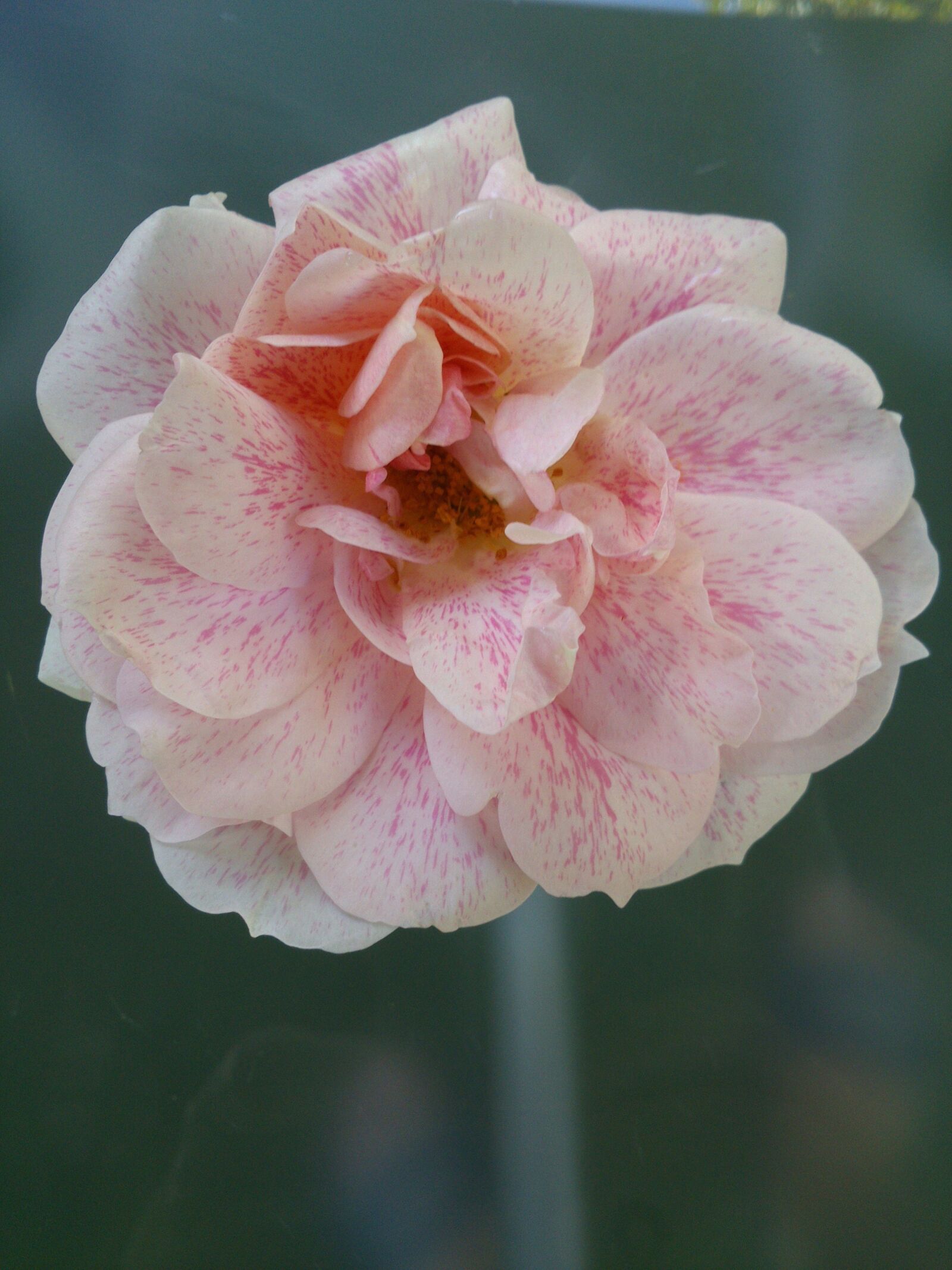Sony Xperia P sample photo. Rose, garden, pink photography