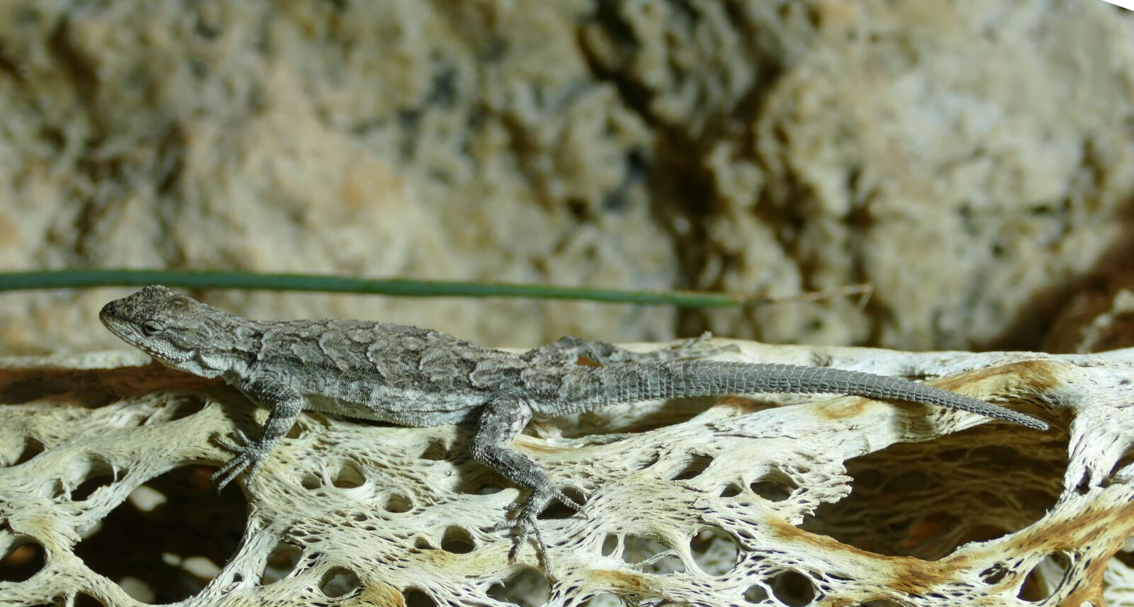 Panasonic Lumix DMC-FZ1000 sample photo. Gecko, camouflage, reptile photography