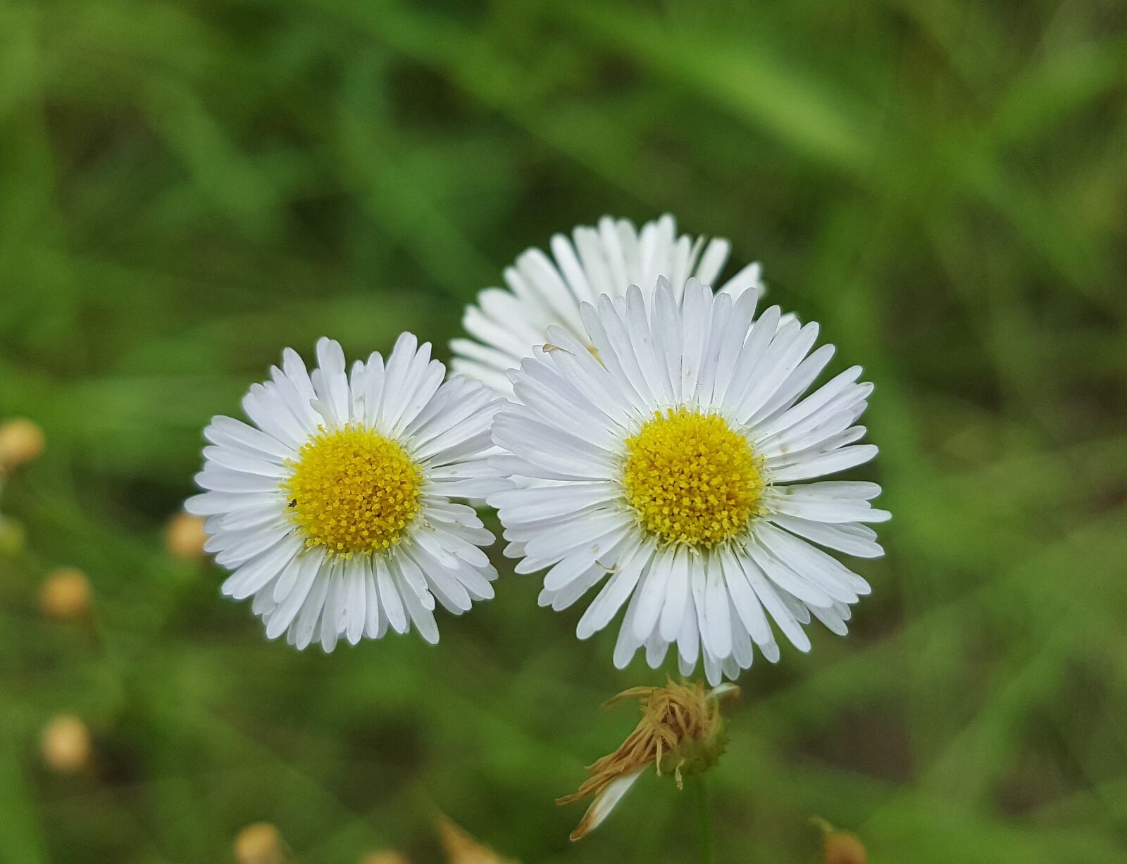 Samsung Galaxy Note5 sample photo. Fleabane, flowers, wildflowers photography
