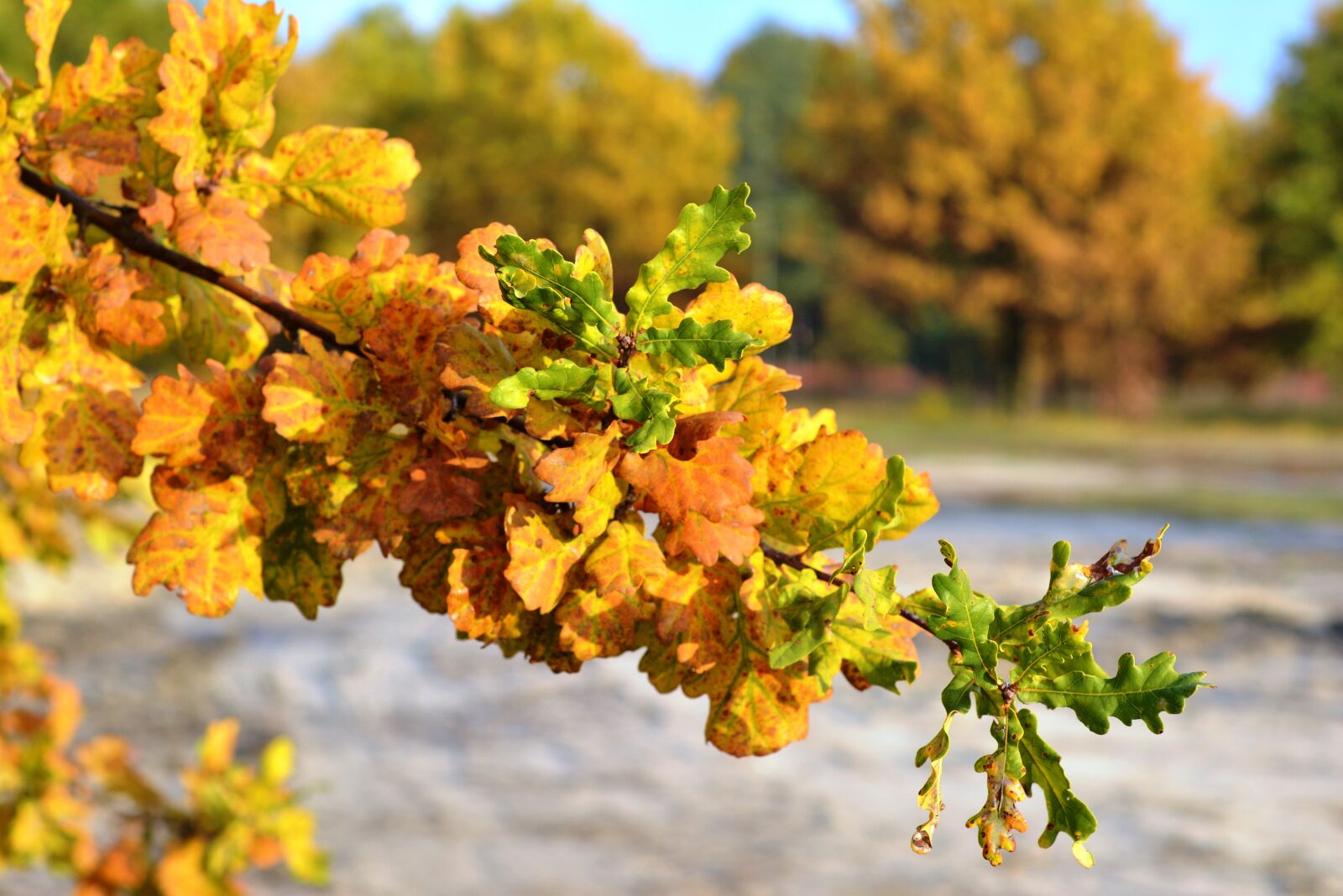 Nikon D5200 sample photo. Autumn, gold, golden photography