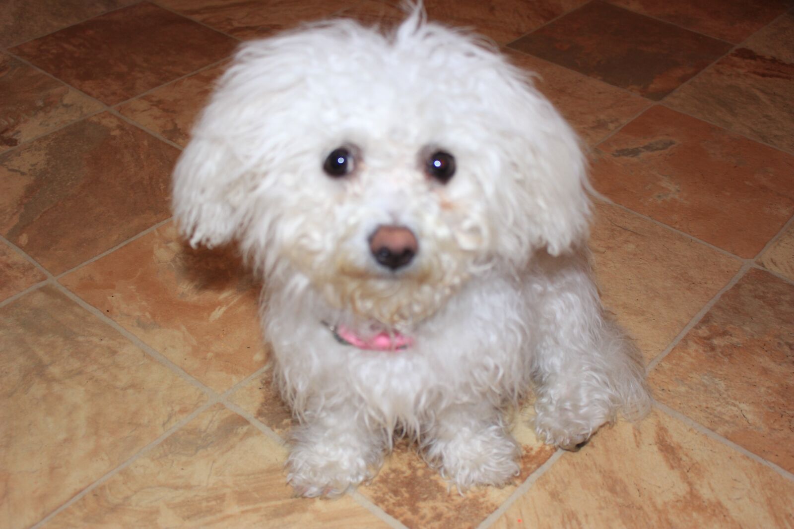 Canon EOS 100D (EOS Rebel SL1 / EOS Kiss X7) sample photo. Dog, bichon, white photography