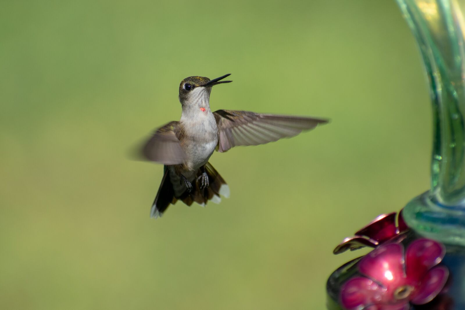 Nikon D3400 sample photo. Bird, nature, hummingbird photography