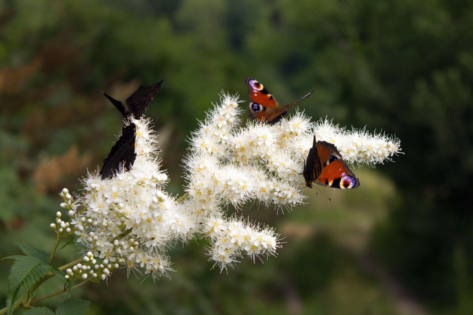 Canon EOS 1200D (EOS Rebel T5 / EOS Kiss X70 / EOS Hi) sample photo. Butterfly, summertime, summer photography