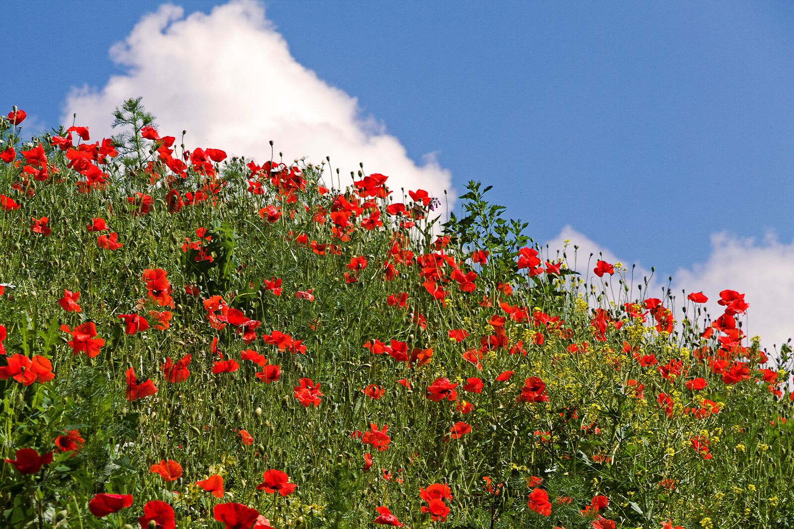 Canon EOS 7D sample photo. Poppies, summer, meadow photography