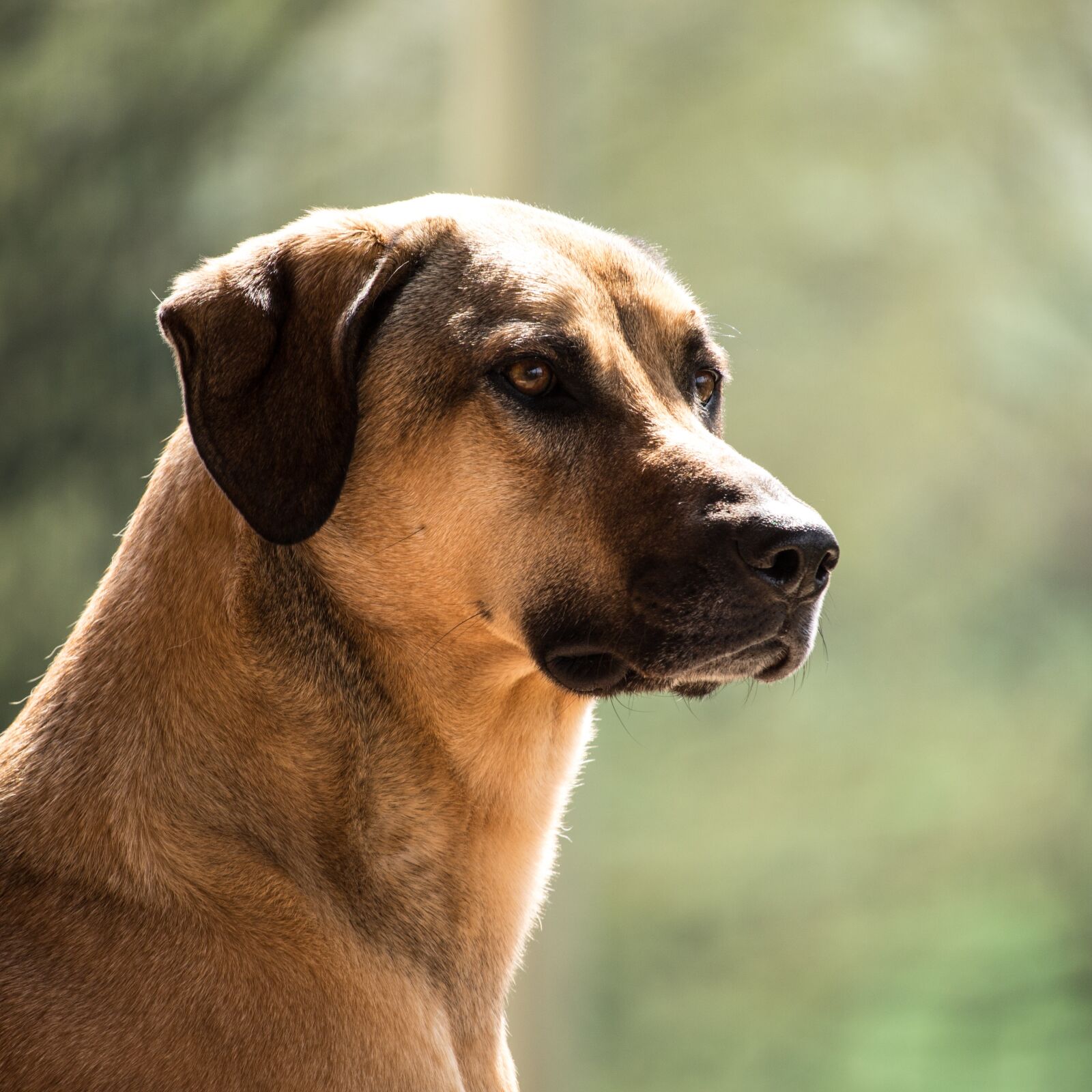 Canon EF-S 55-250mm F4-5.6 IS STM sample photo. Dog, kangal, purebred dog photography