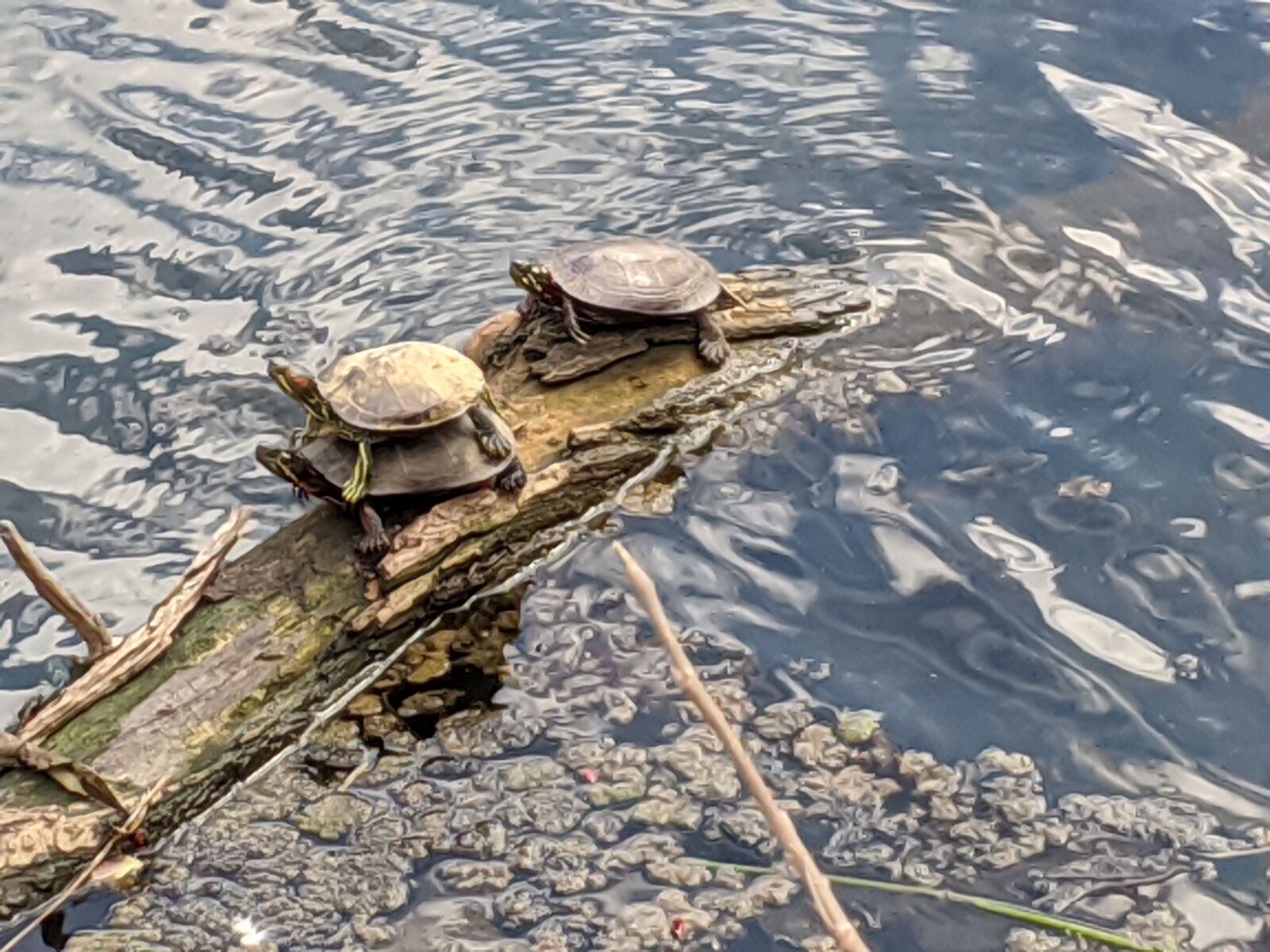 Google Pixel 3a sample photo. Turtle, log, turtles photography