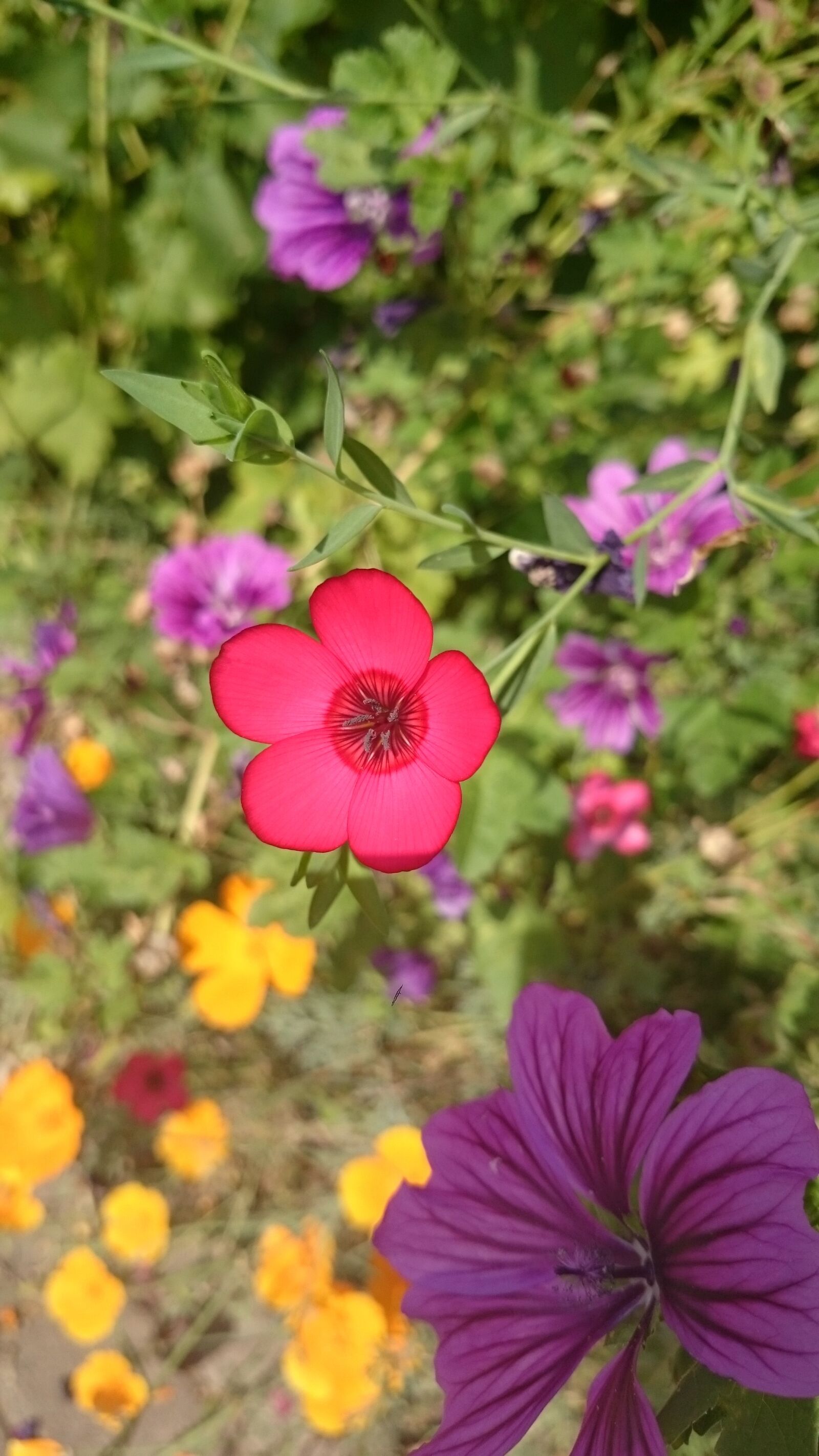 Sony Xperia Z2 sample photo. Colorful, summer, flower meadow photography