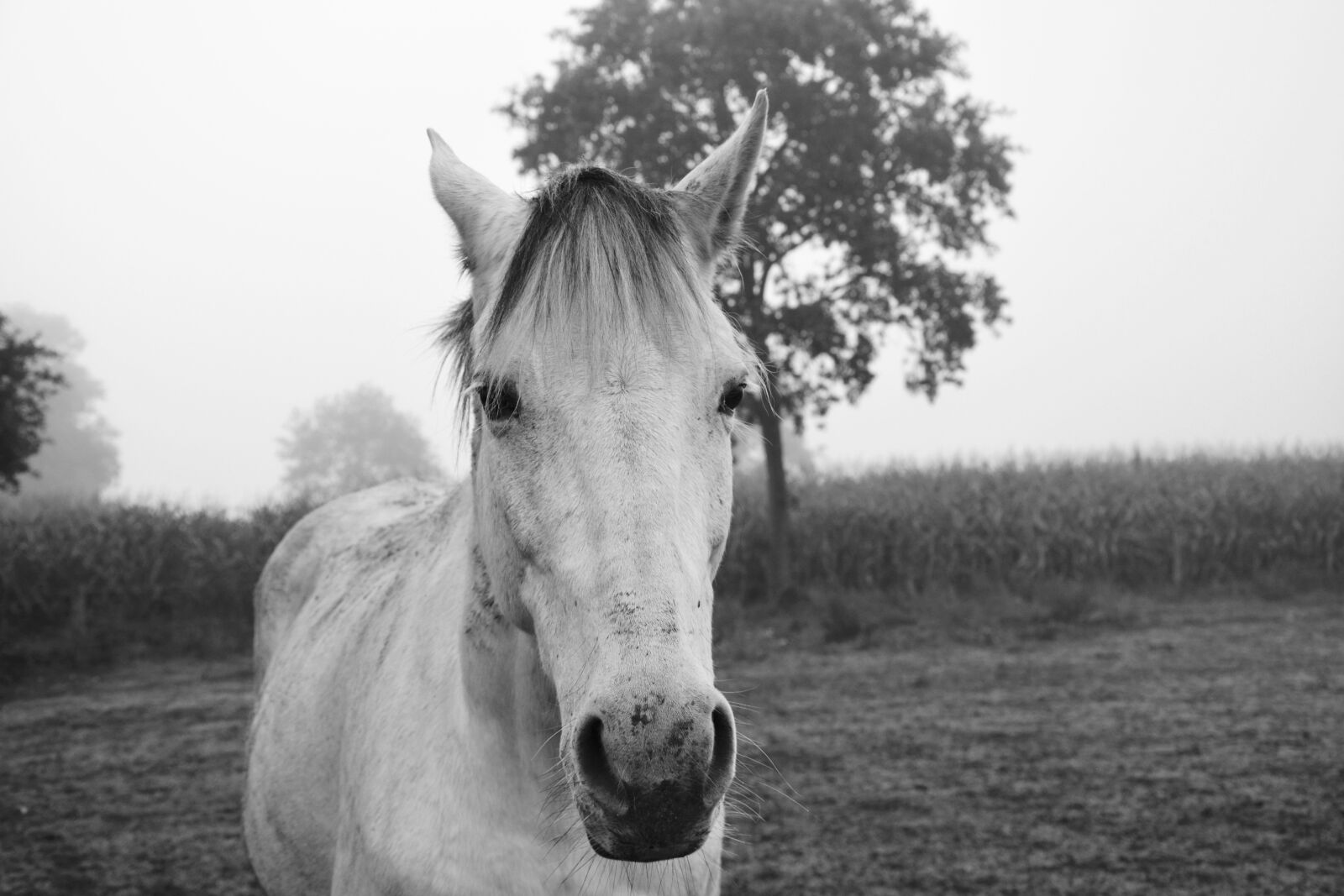 Nikon D5200 sample photo. Horse, photo black white photography