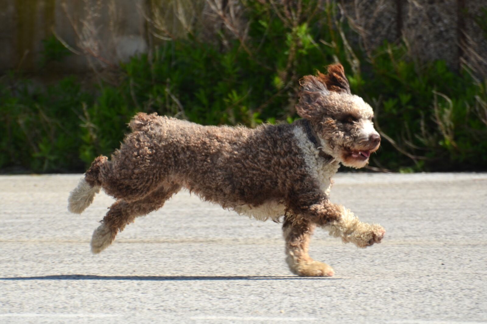 Nikon D5100 sample photo. Dog, evelyn marie, wuschelig photography