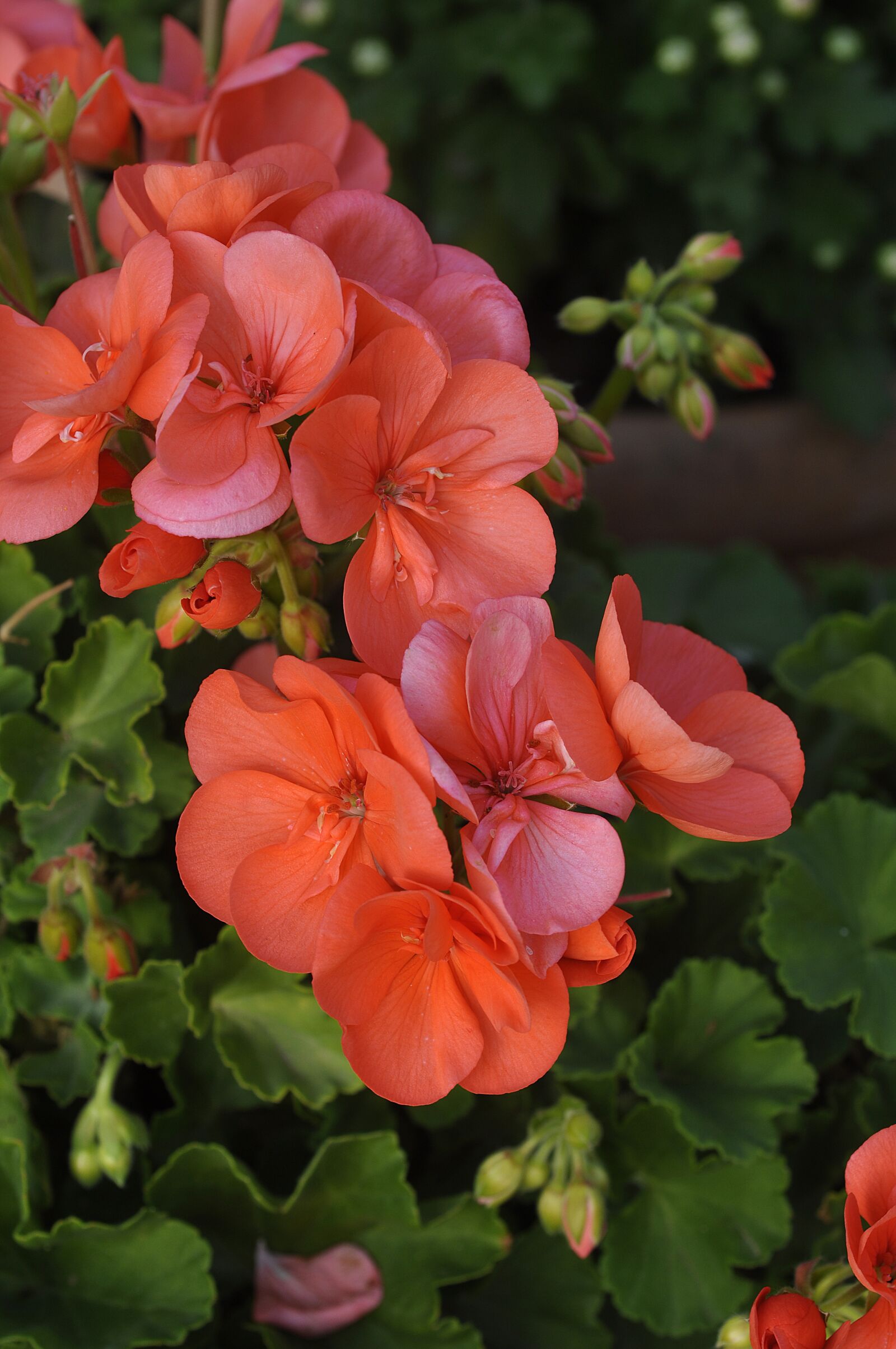 Nikon D90 sample photo. Salmon, color, geranium photography