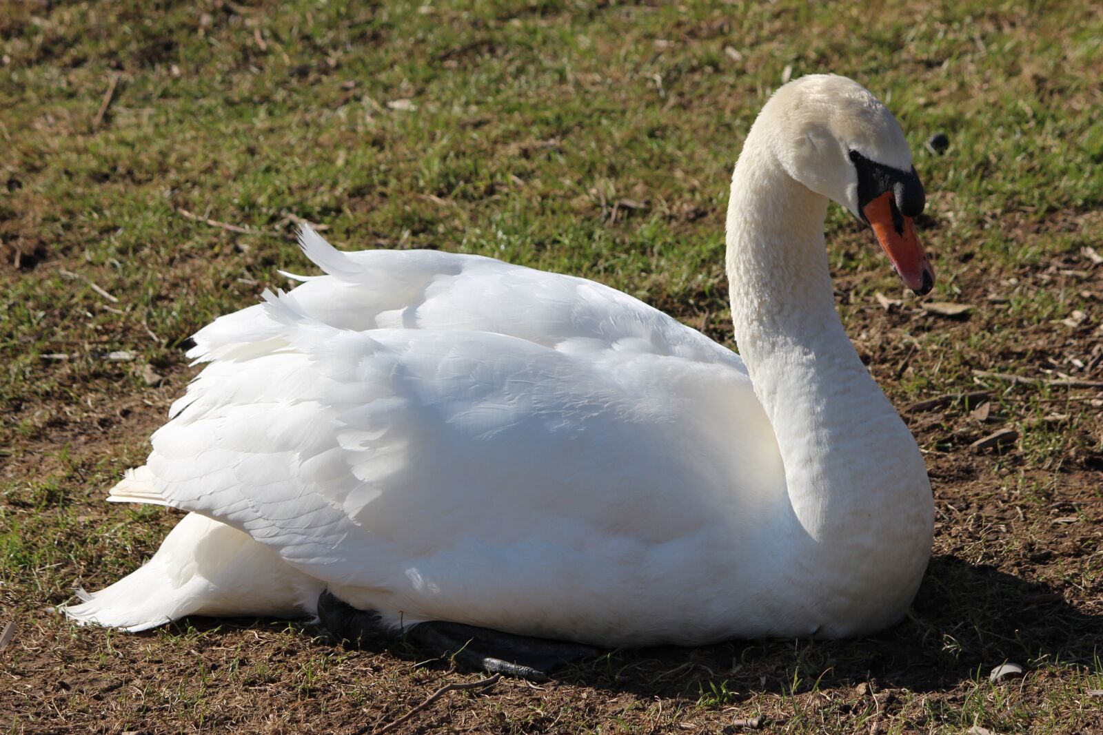 Canon EOS 600D (Rebel EOS T3i / EOS Kiss X5) sample photo. Swan, bird, nature photography