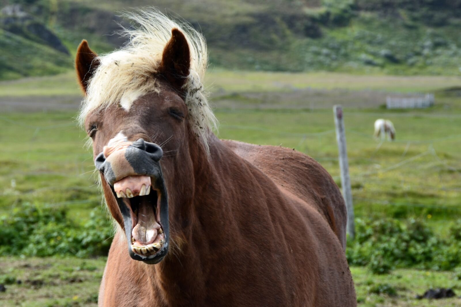 Nikon D7100 sample photo. Iceland pony, icelanders, iceland photography