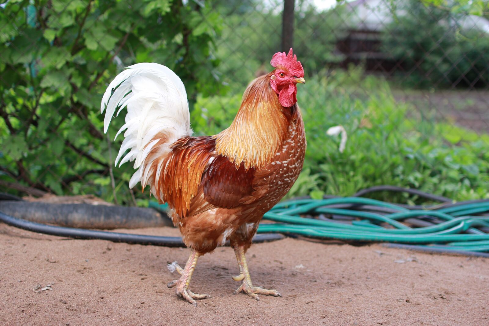 Canon EOS 60D sample photo. Cock, bird, village photography