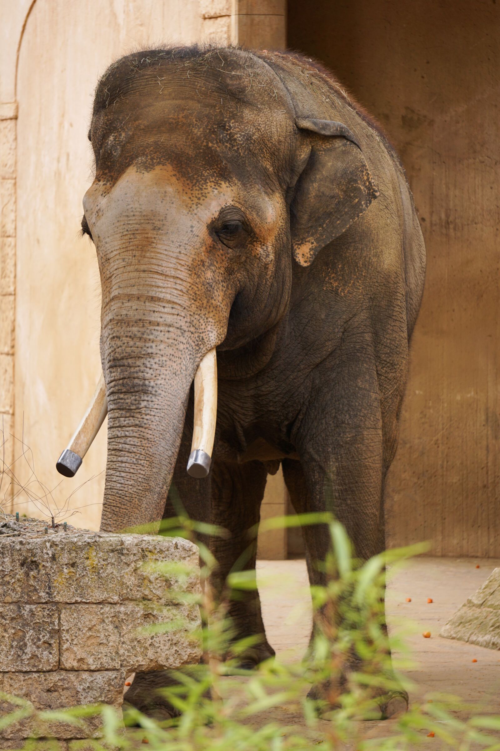 Sony E 55-210mm F4.5-6.3 OSS sample photo. Elephant, structure, tusks photography