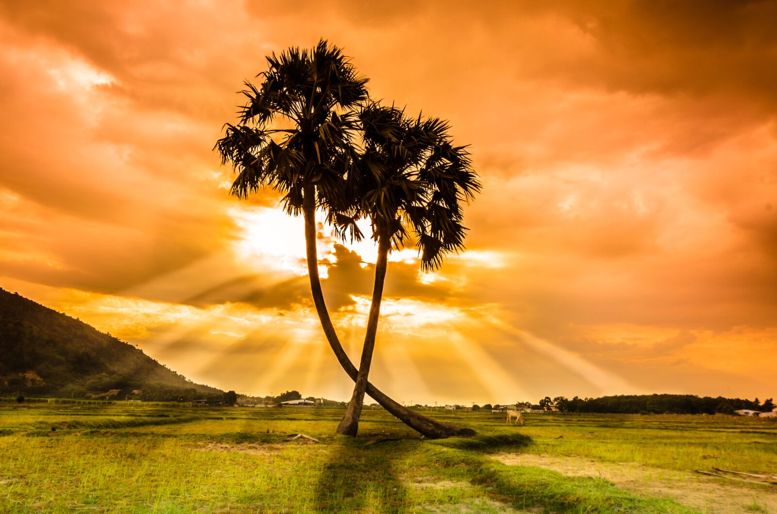 Nikon D5100 sample photo. Tree, thot, sunset photography