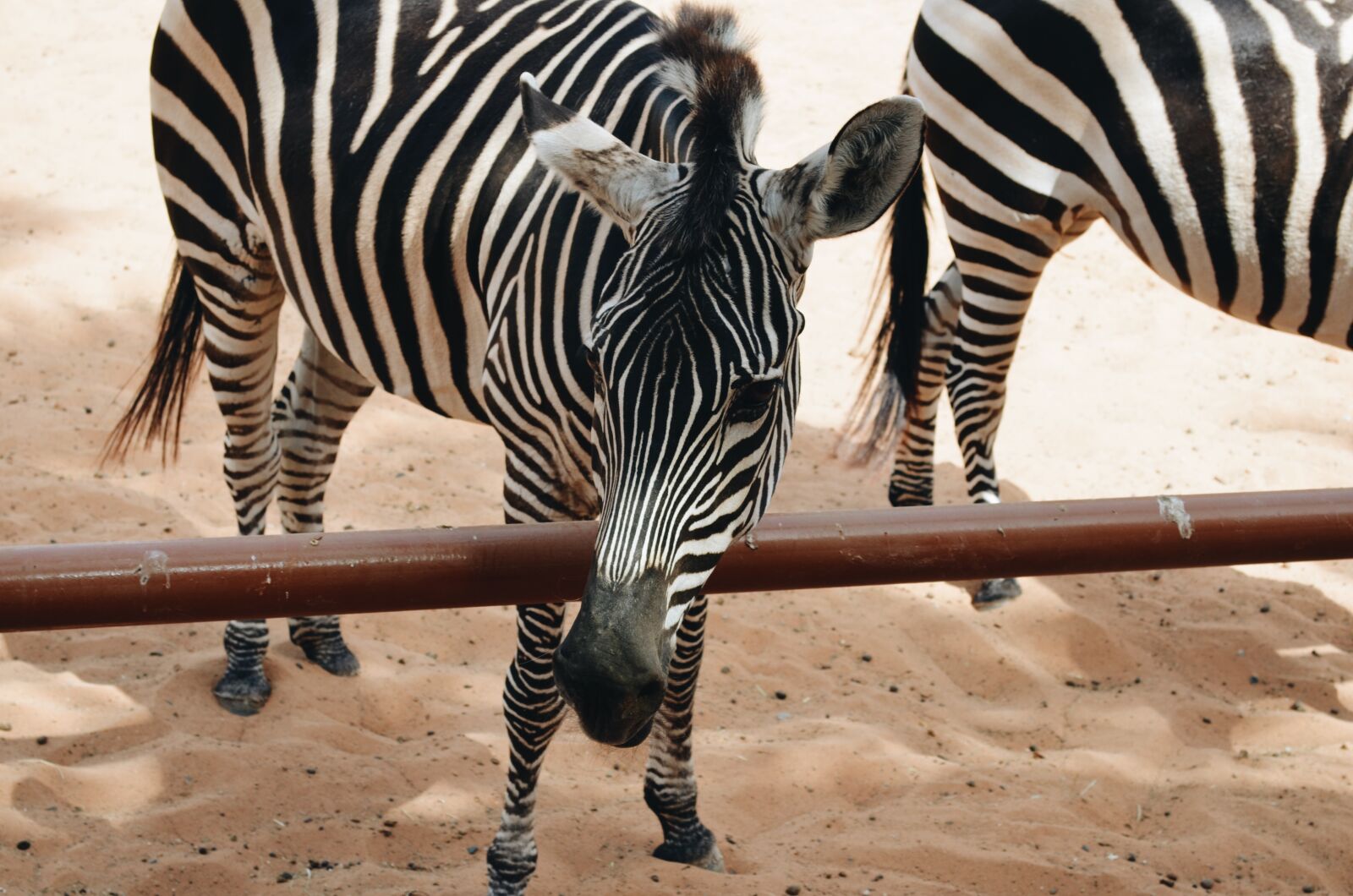 Nikon D5100 sample photo. Animal, zebra, zoo photography