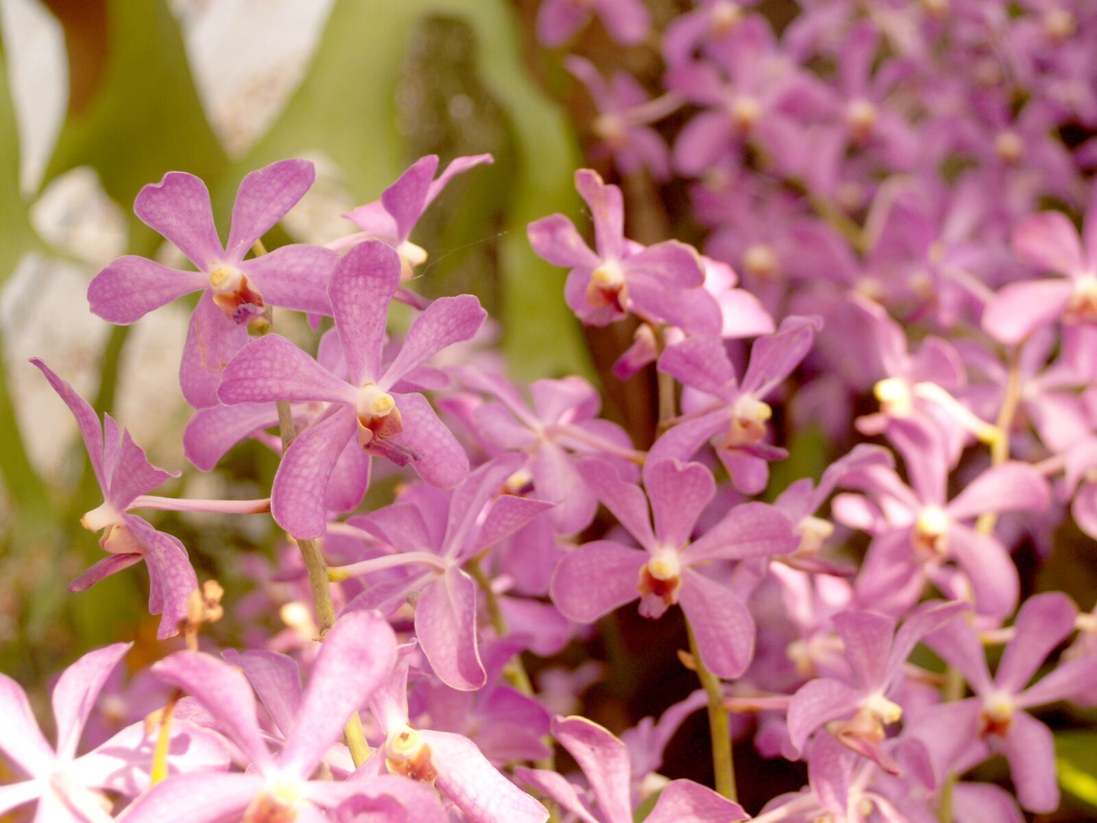 Olympus E-300 (EVOLT E-300) sample photo. Orchid, flower, bright photography
