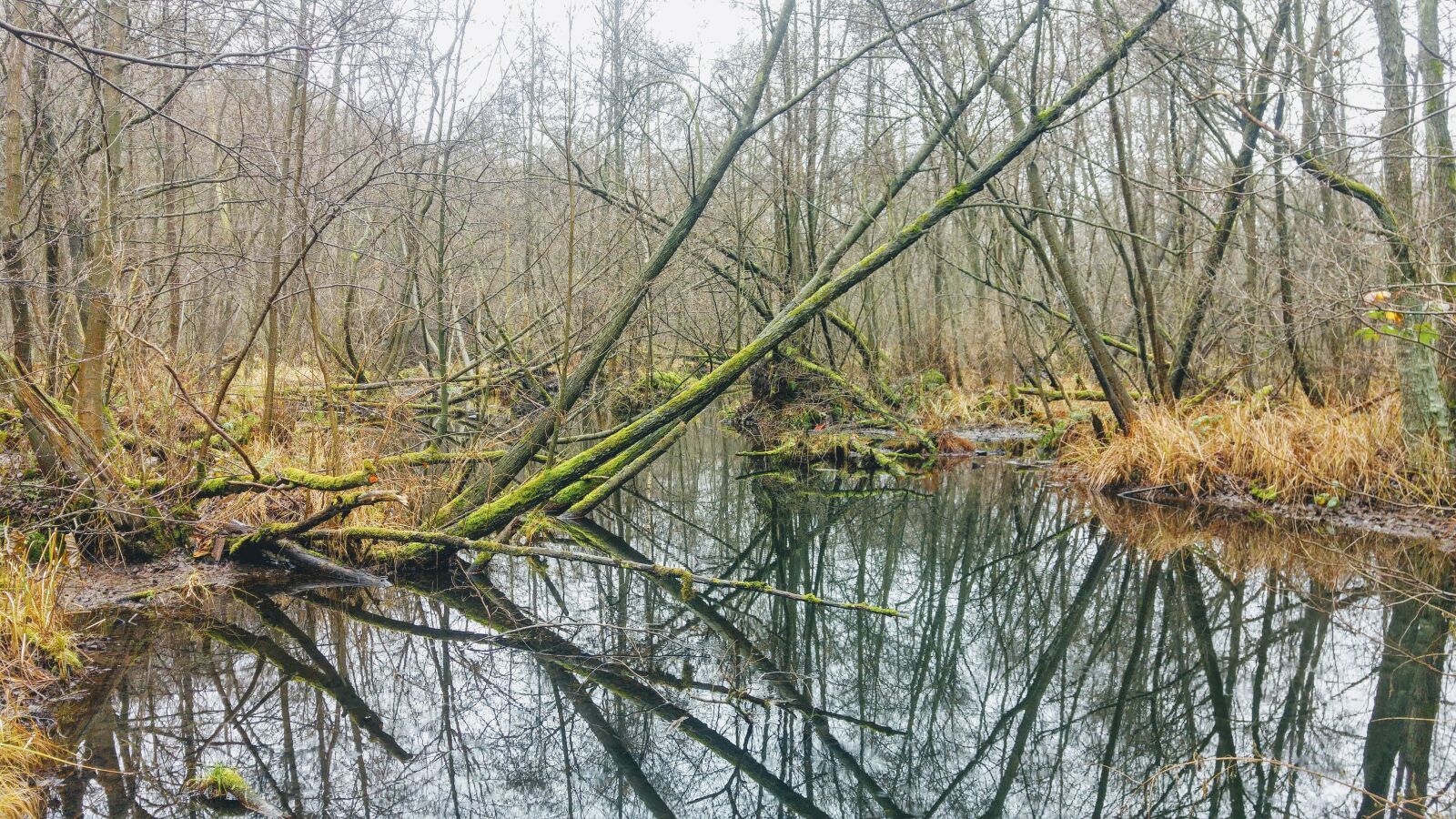 LG G4 sample photo. Germany, brandenburg, briesetal photography