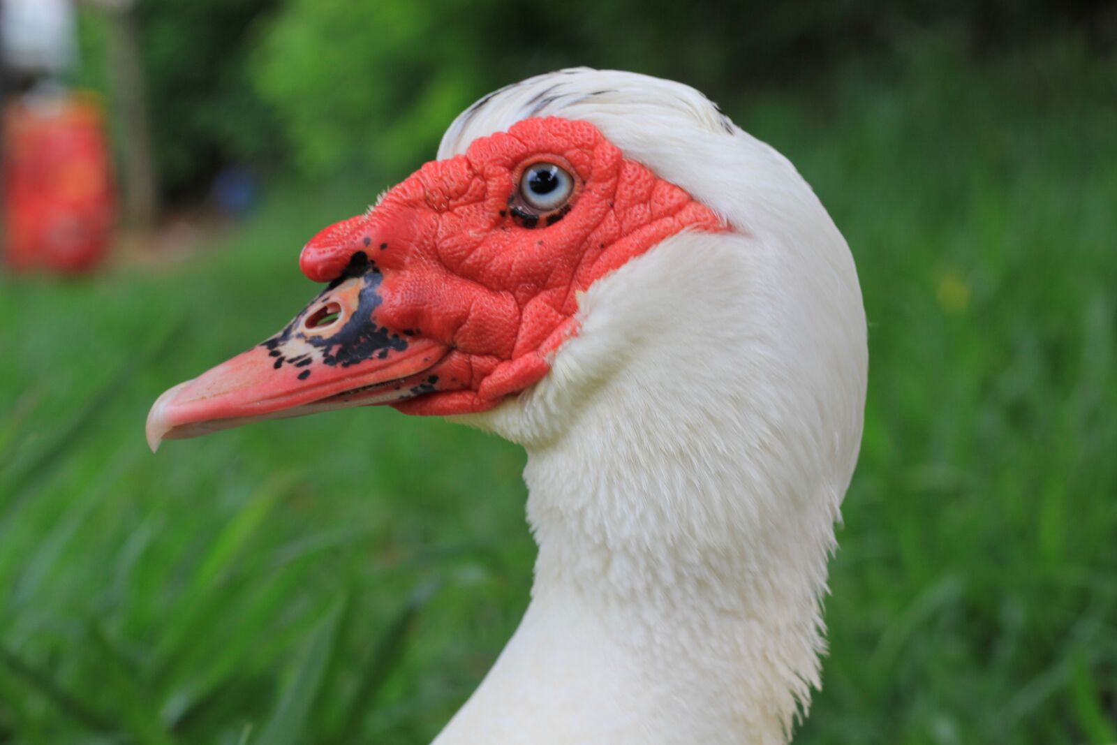 Canon EOS 60D + Canon EF 50mm F1.8 II sample photo. Duck, animal, white duck photography