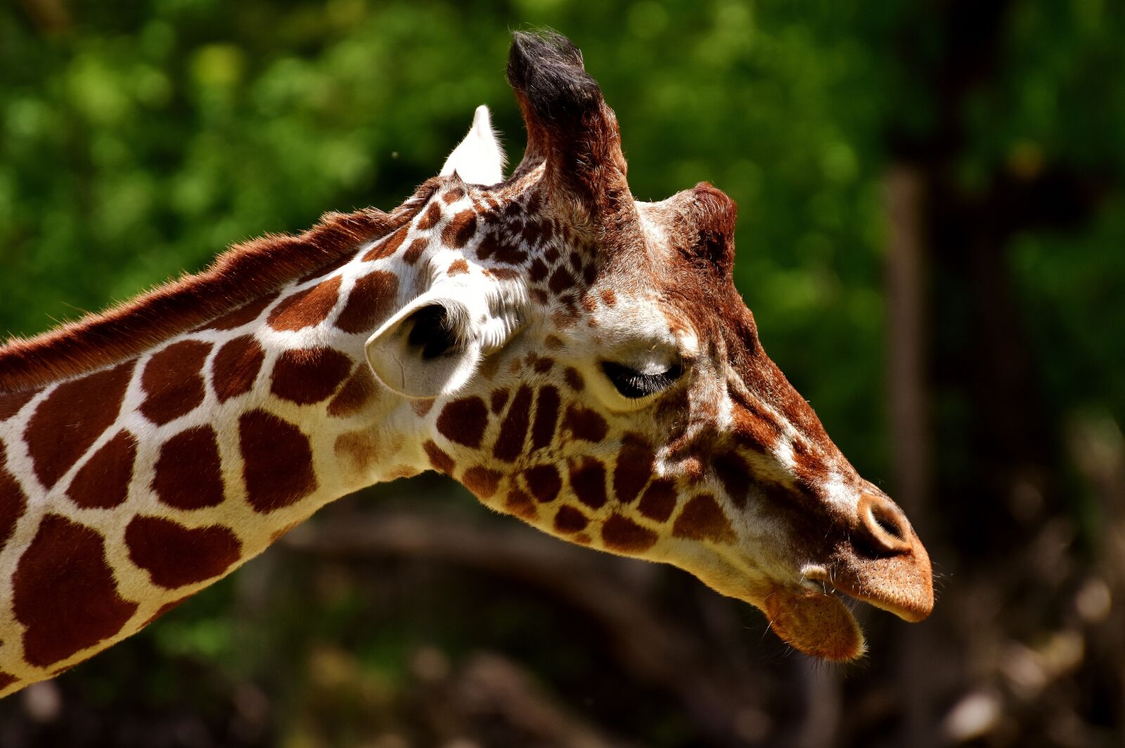Nikon D7200 sample photo. Giraffe, zoo, animal photography