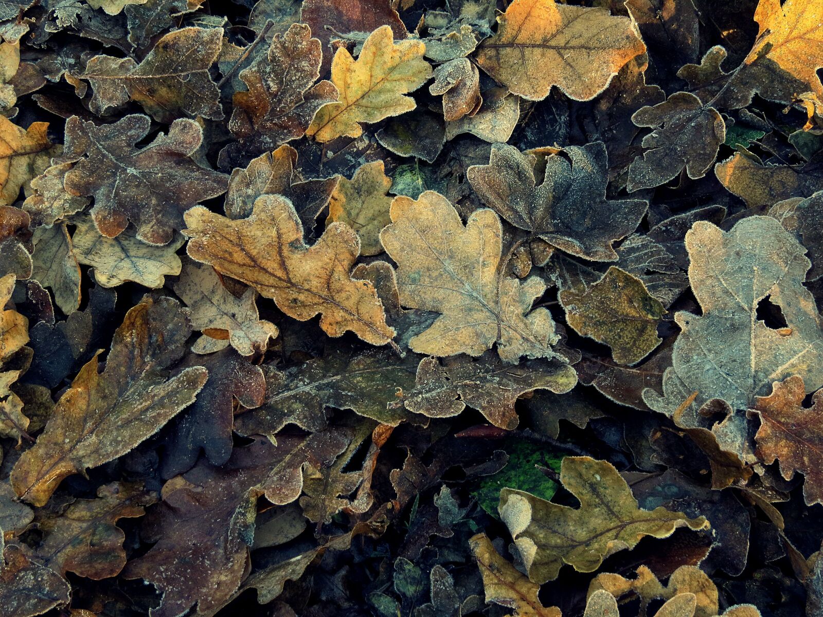 Canon PowerShot SX50 HS sample photo. Leaves, autumn, frozen photography