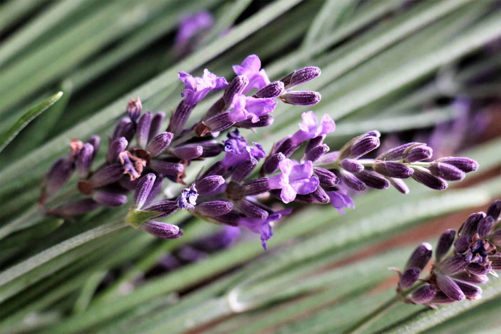 Canon EOS M6 sample photo. Lavender, herbs, flowers photography
