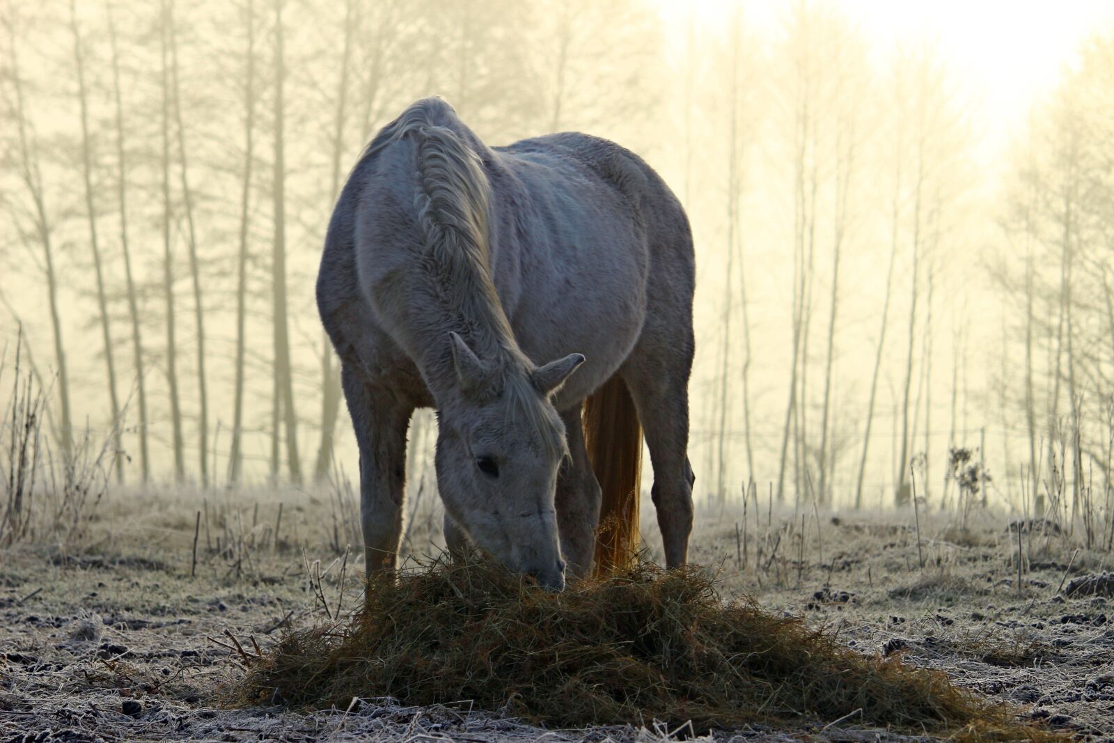 Canon EOS 100D (EOS Rebel SL1 / EOS Kiss X7) sample photo. Horse, mold, fog photography