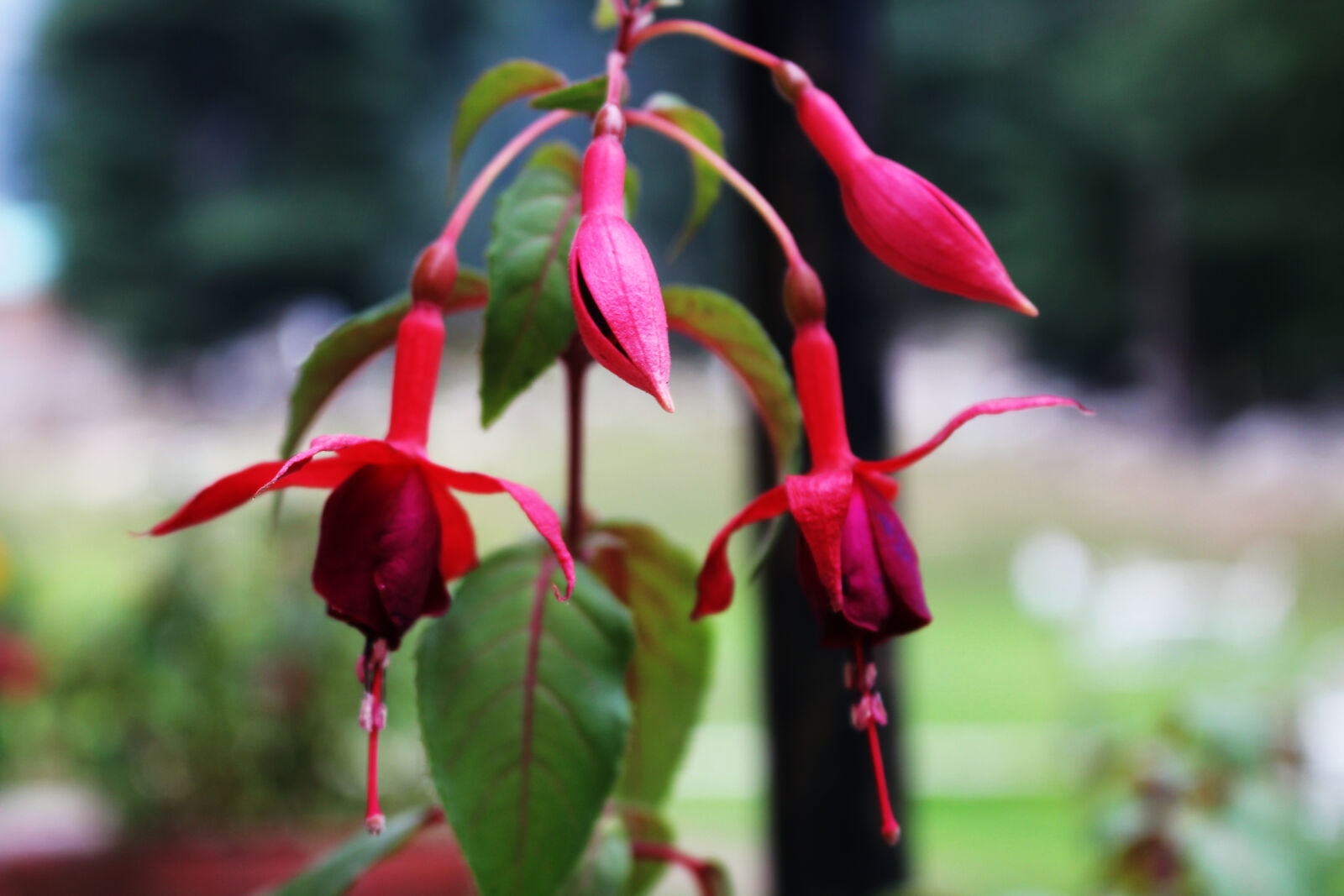 Canon EOS 700D (EOS Rebel T5i / EOS Kiss X7i) sample photo. Bloom, blossom, bud, close photography