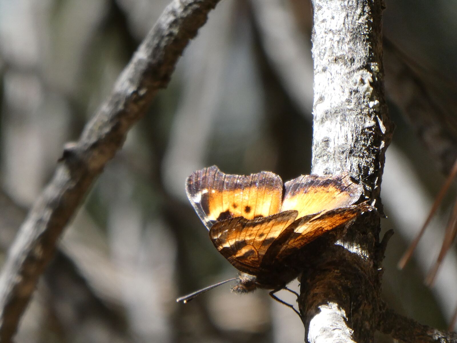 Panasonic Lumix DC-ZS70 (Lumix DC-TZ90) sample photo. Butterfly, sequoianp, grantgrove photography