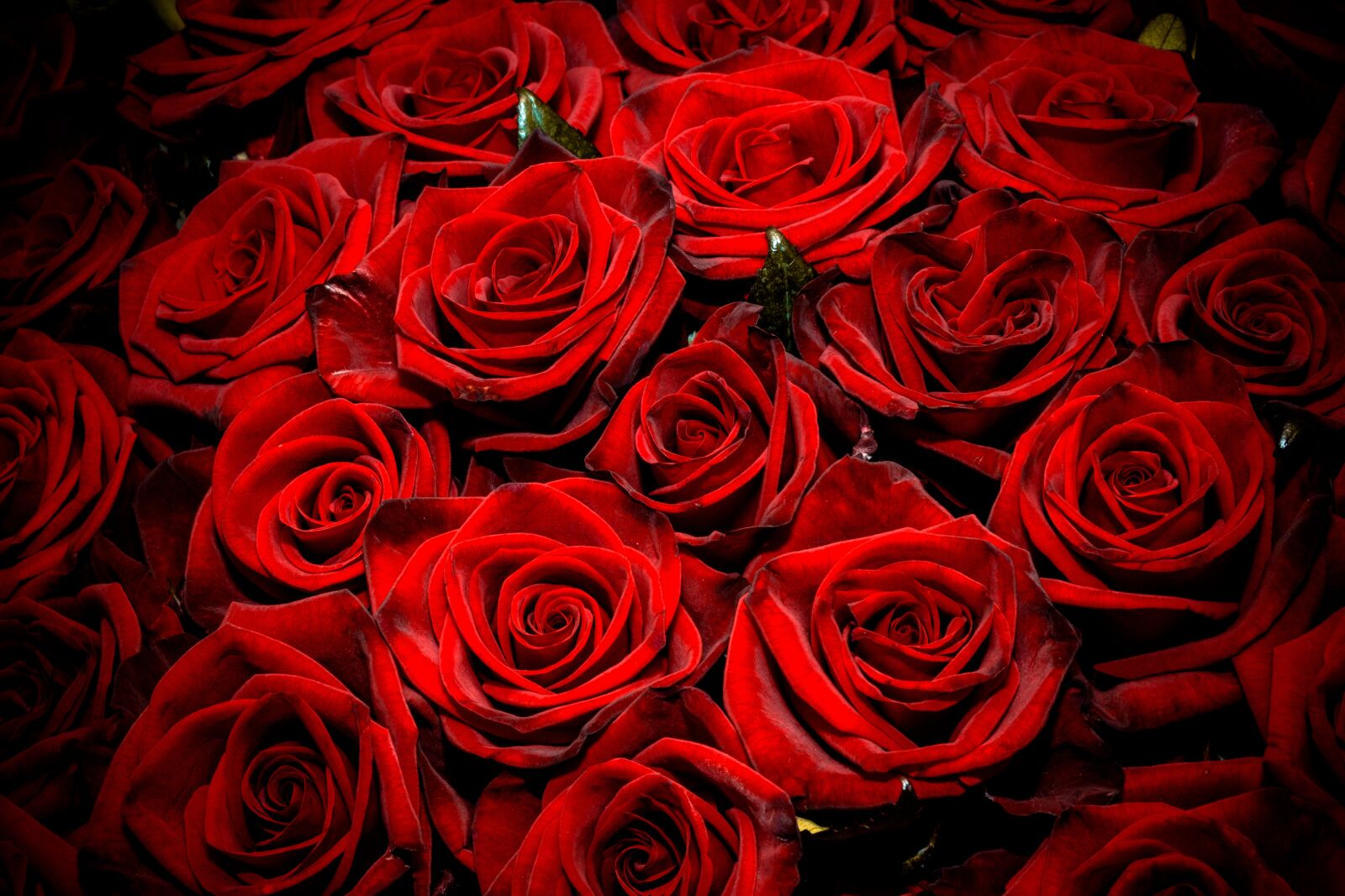 Fujifilm X-T3 sample photo. Roses, bouquet, red photography