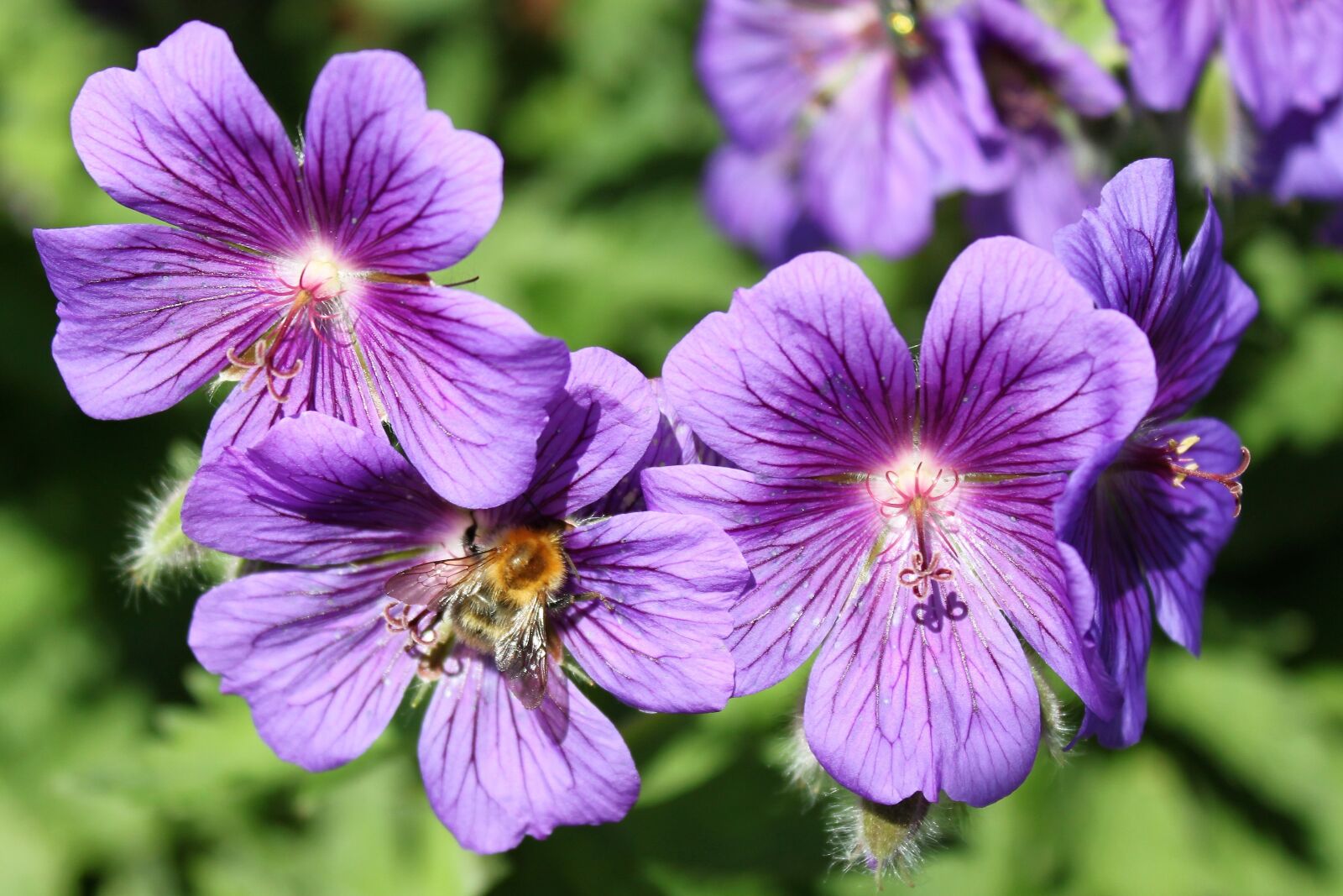 Canon EOS 500D (EOS Rebel T1i / EOS Kiss X3) sample photo. Purple, green, nature photography