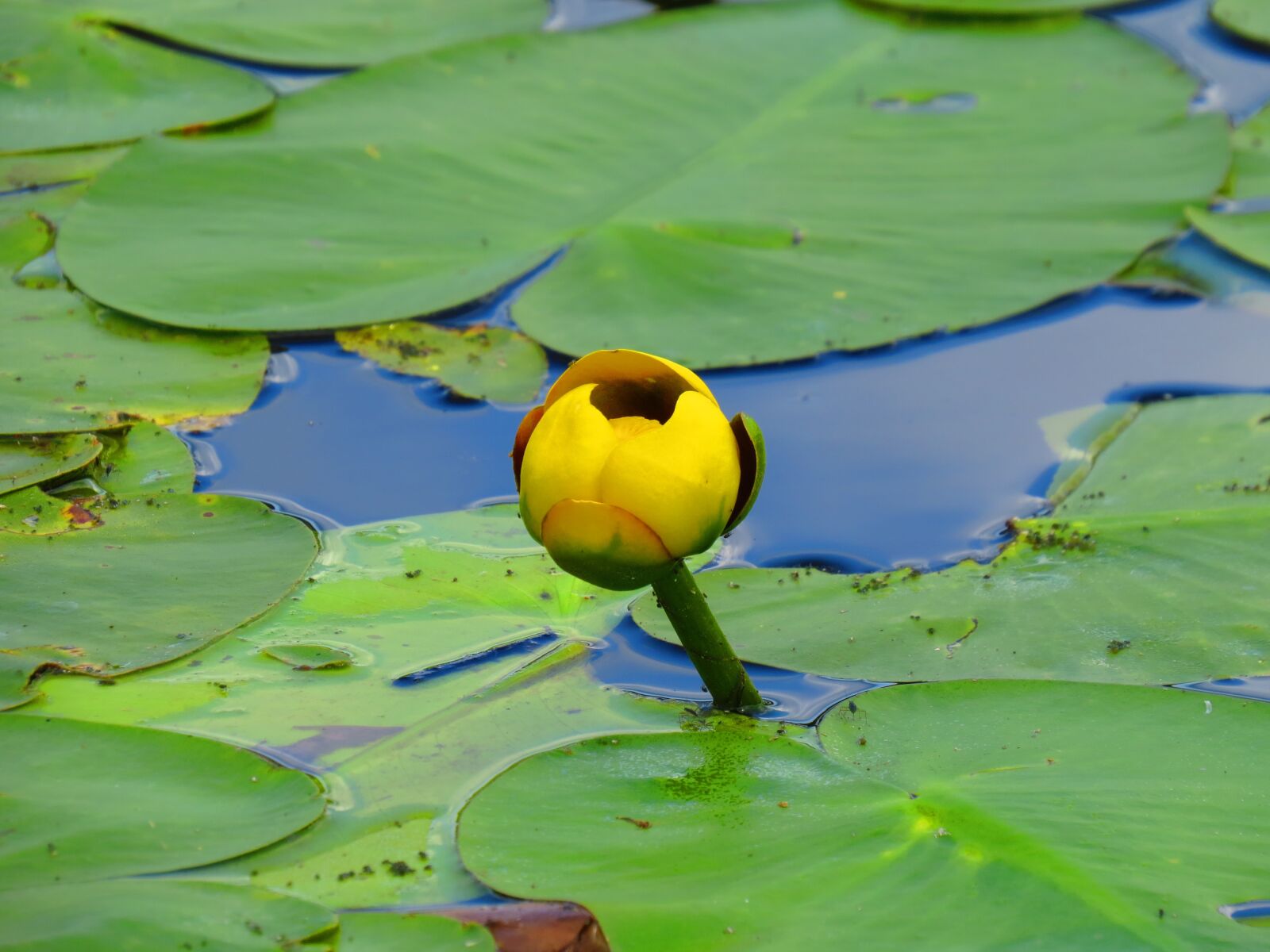Canon PowerShot SX50 HS sample photo. Pond lily, water, pond photography