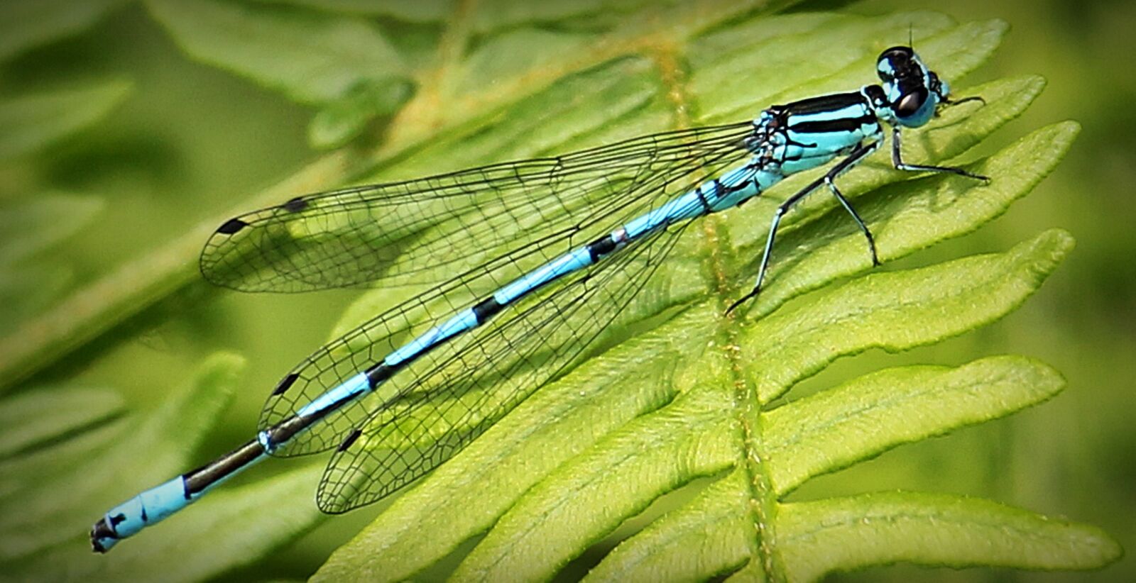 Canon EOS 550D (EOS Rebel T2i / EOS Kiss X4) sample photo. Dragonfly, blue, insect photography
