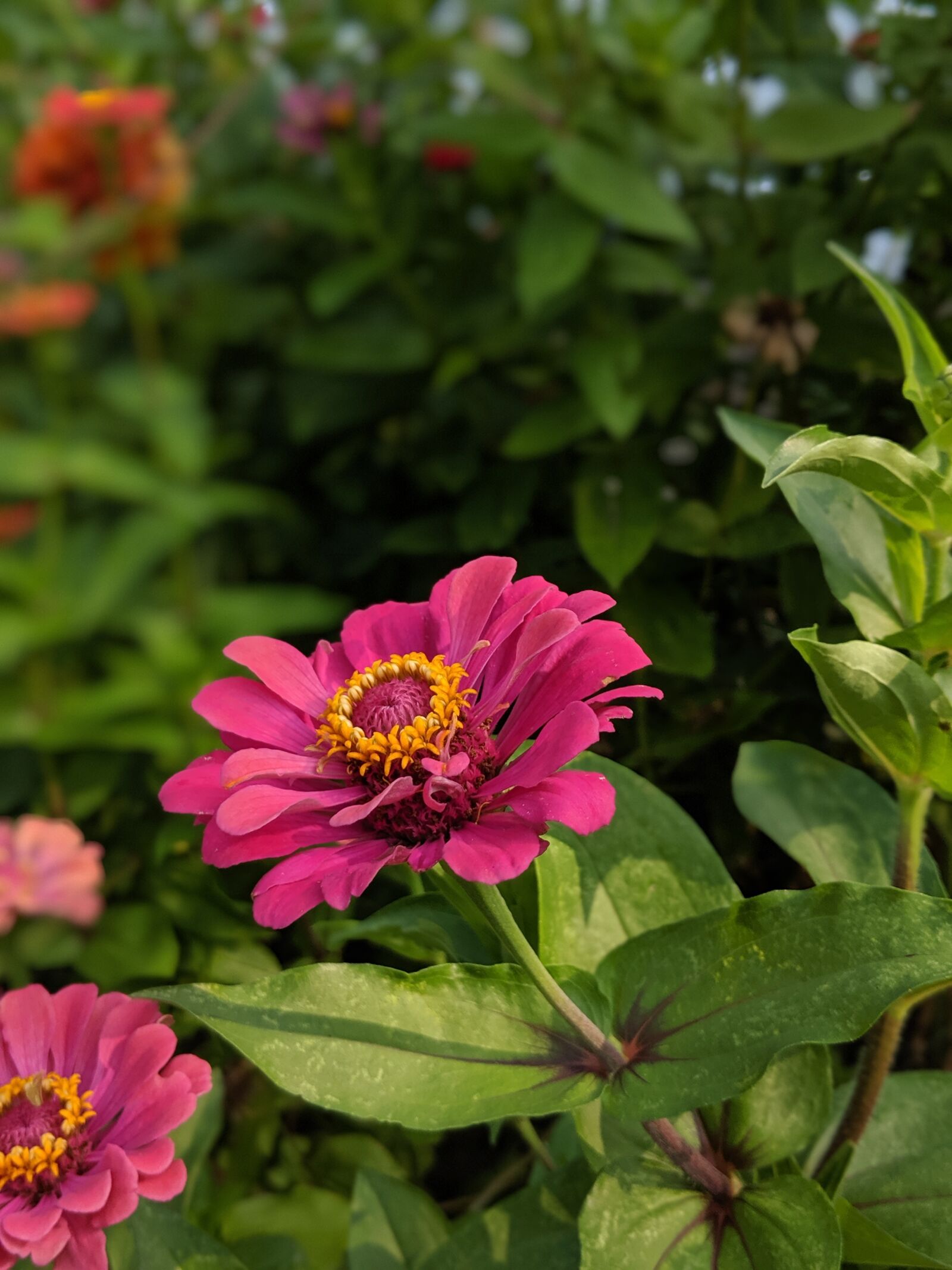 Google Pixel 2 sample photo. Flower, blossom, bloom photography